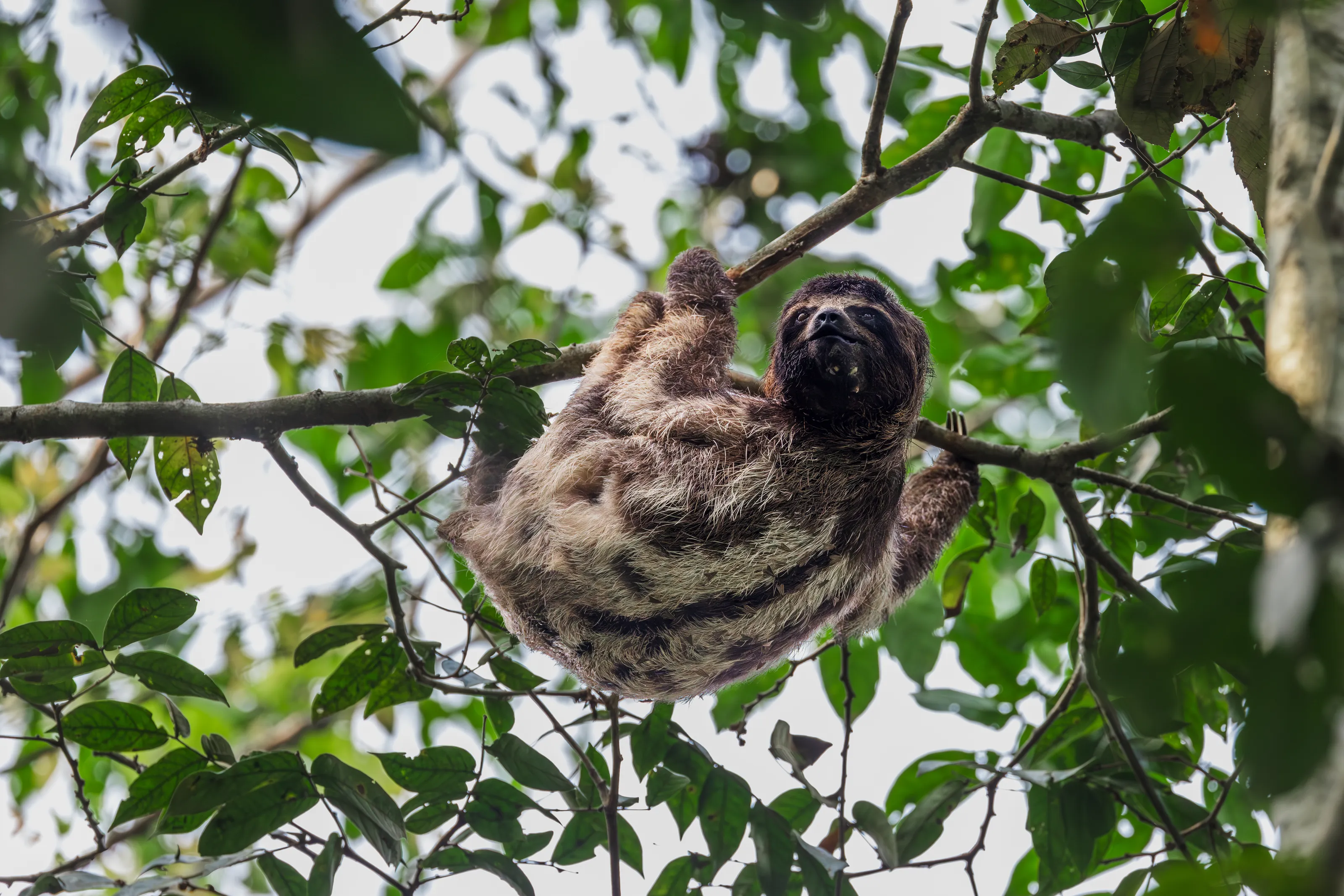 Wild Animals of Tropical Rainforests
