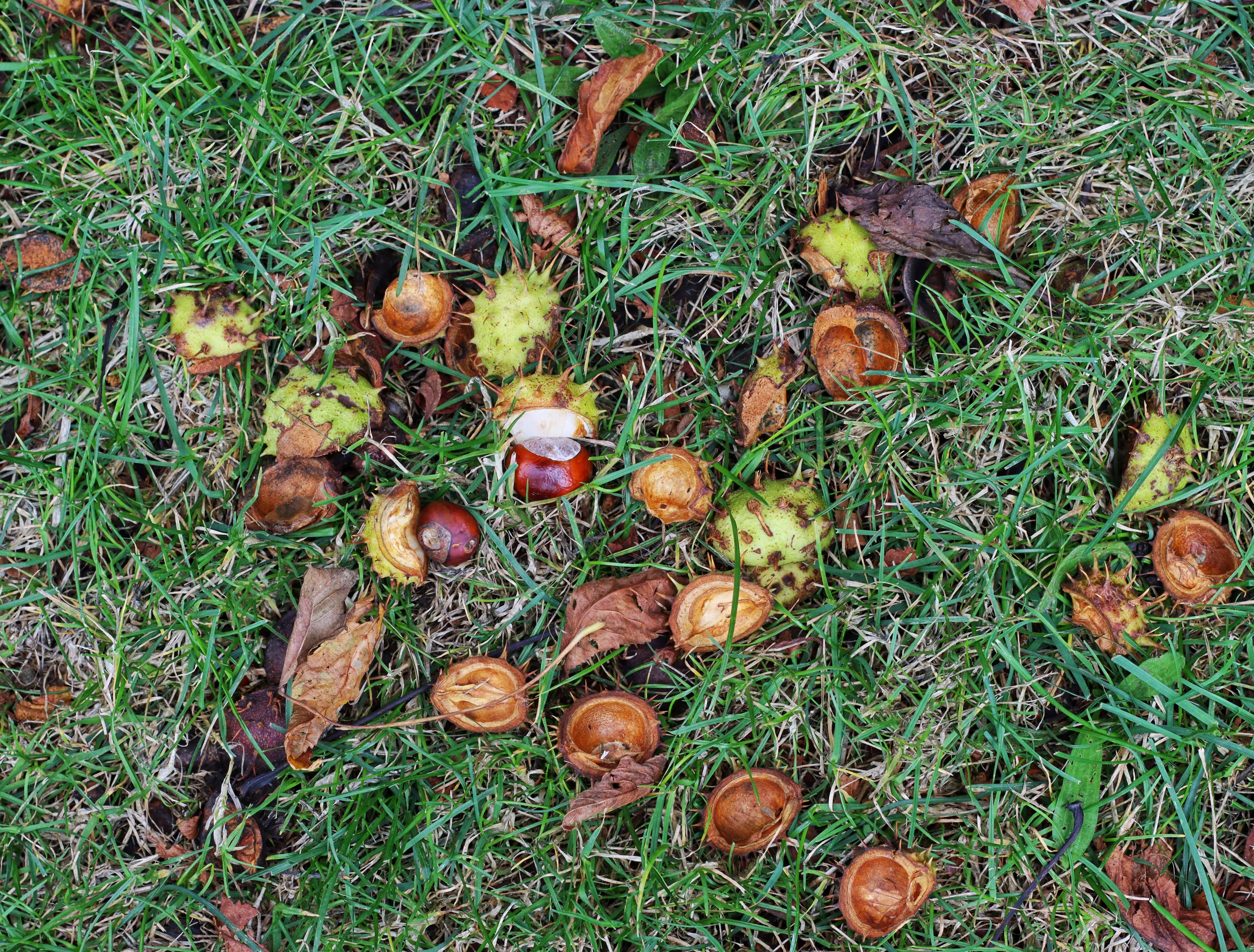Fallen Conkers (in colour)
