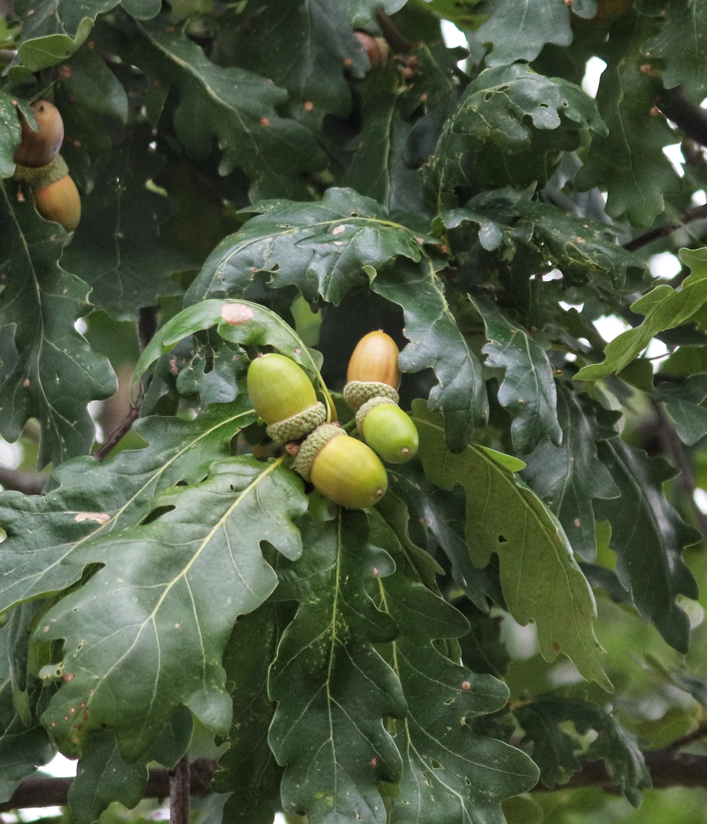 Acorns