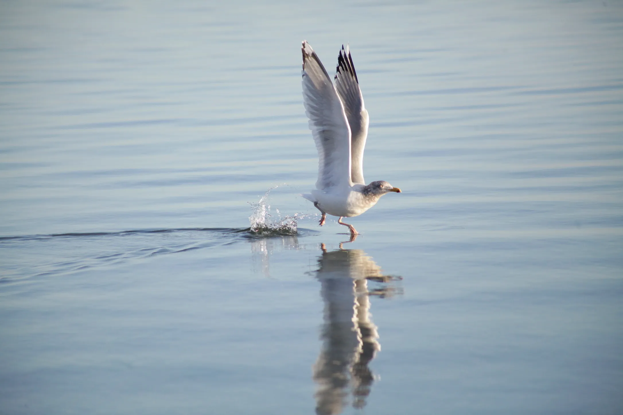Birds Taking Off or In Flight
