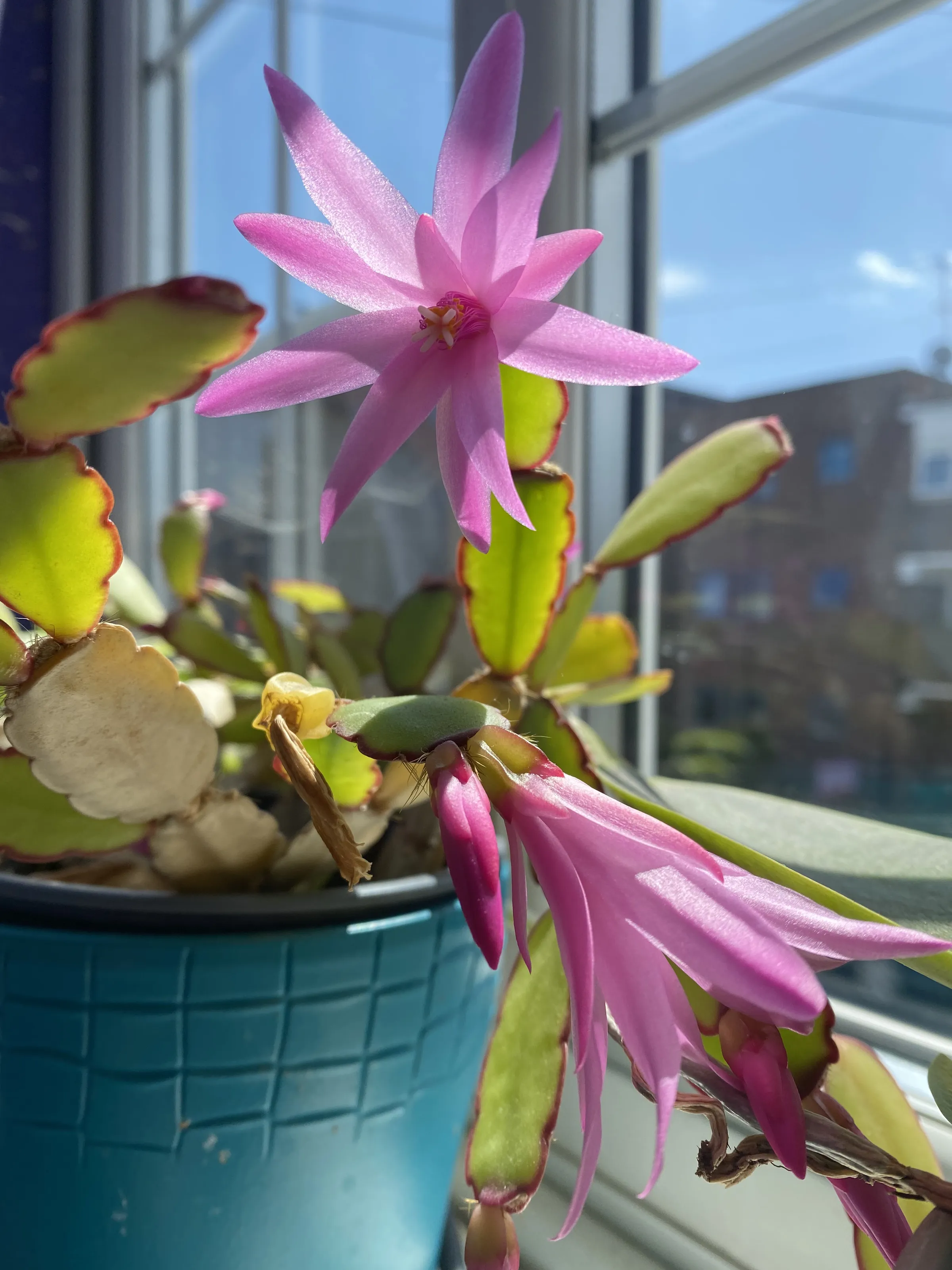 Houseplants Indoors