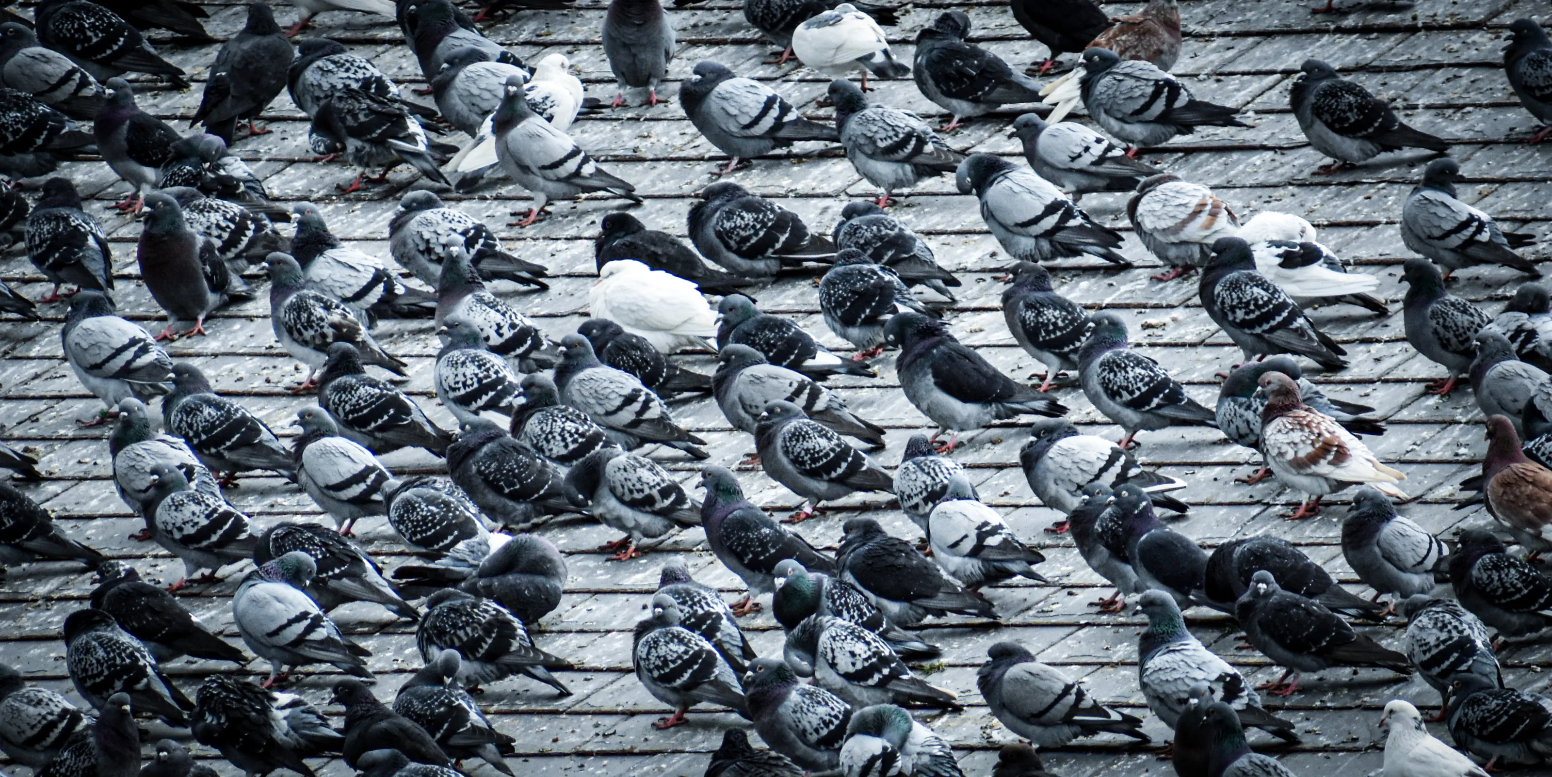 A Flock of Birds