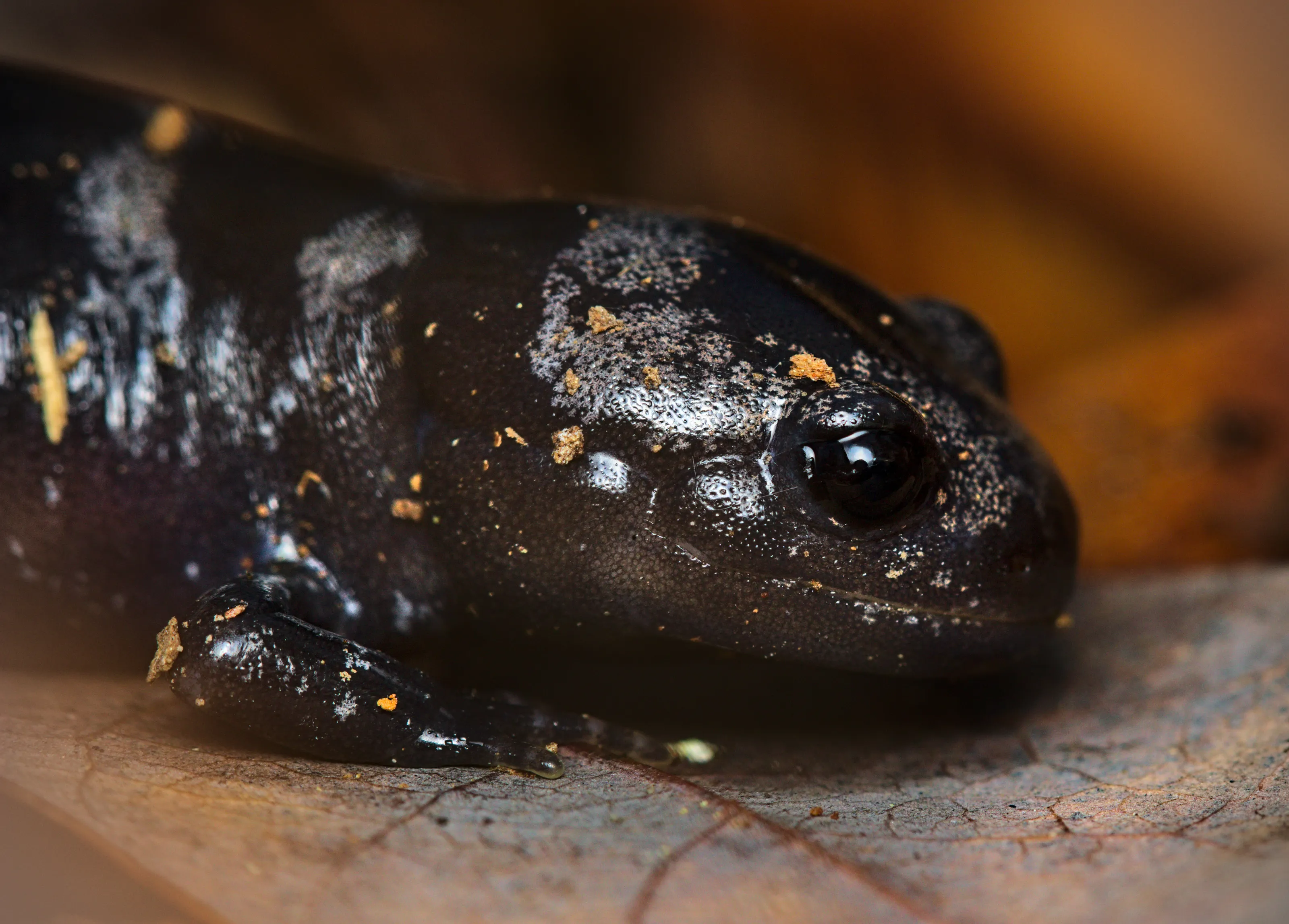 Salamanders and Newts