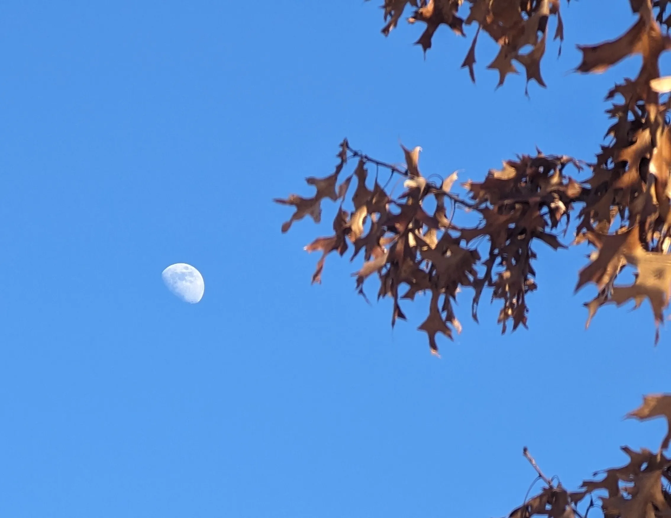 The Moon in the Daytime Sky (in colour)