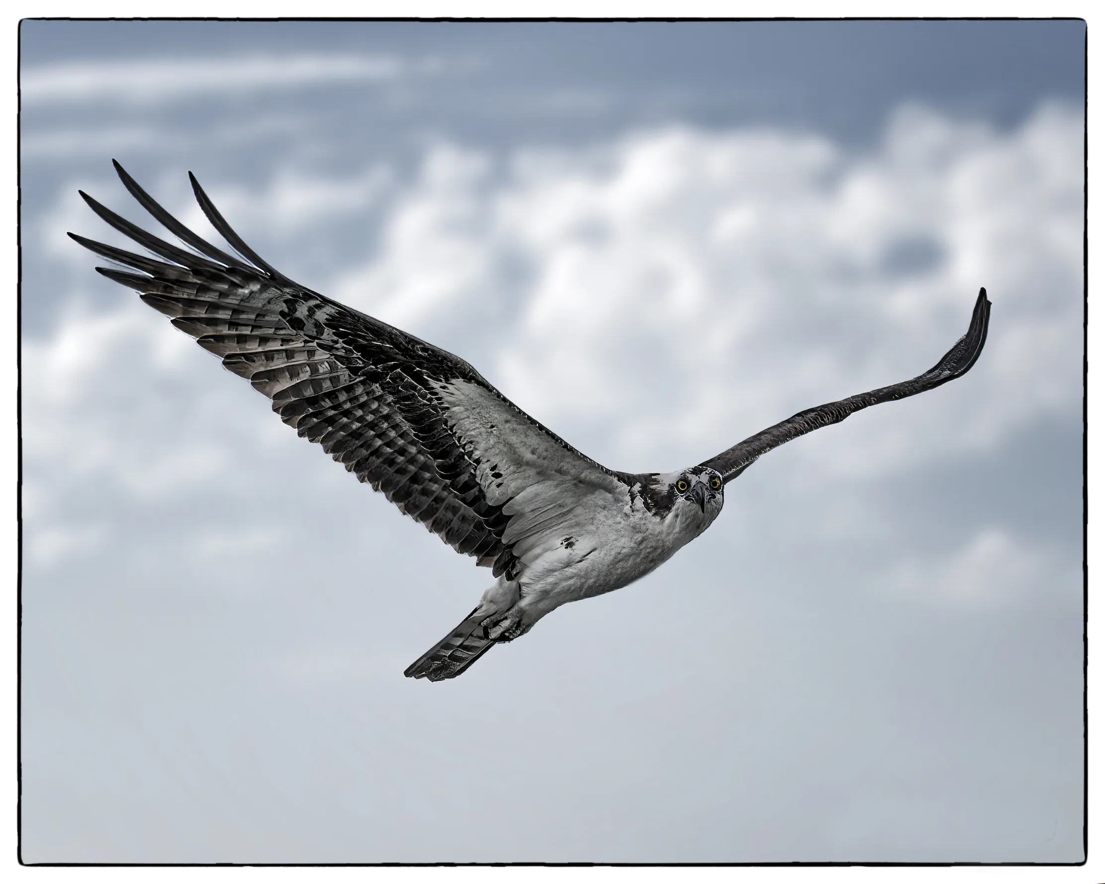 Raptors in Flight (in colour)