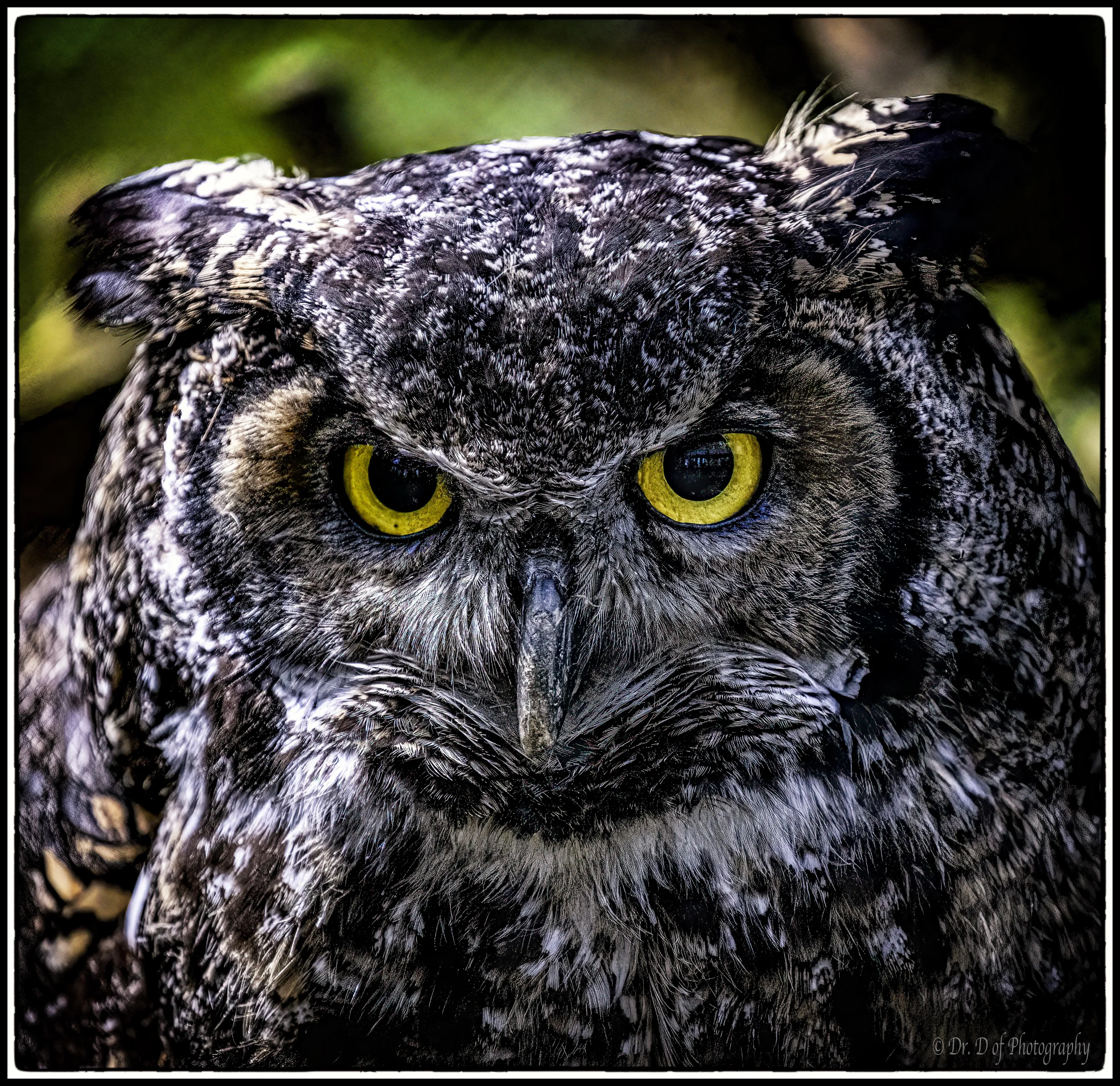 Eyes of Animals Up close (in colour)