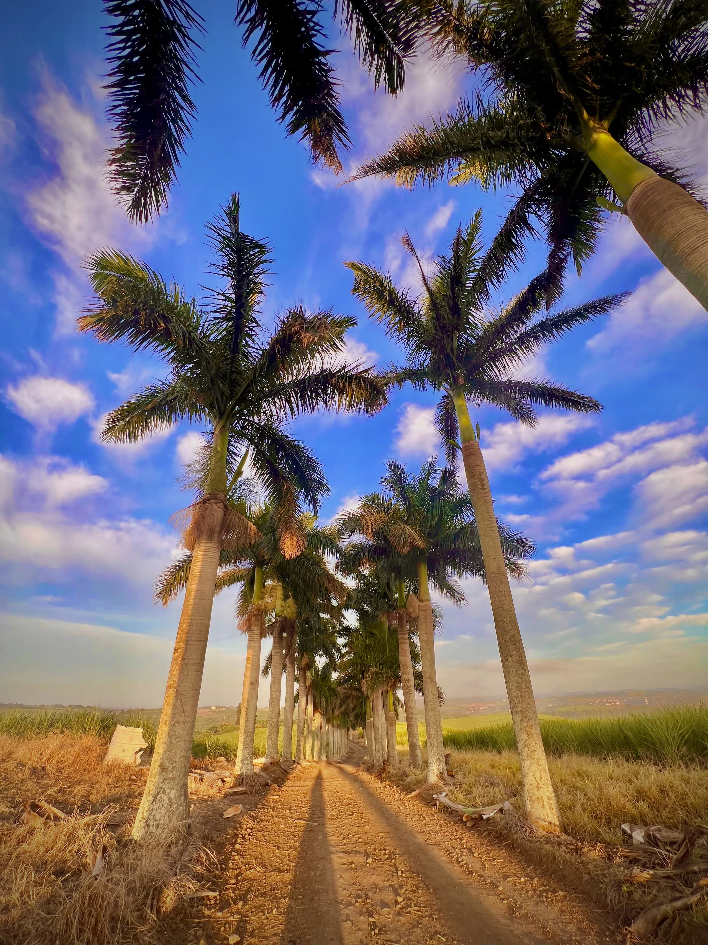 Palm Trees