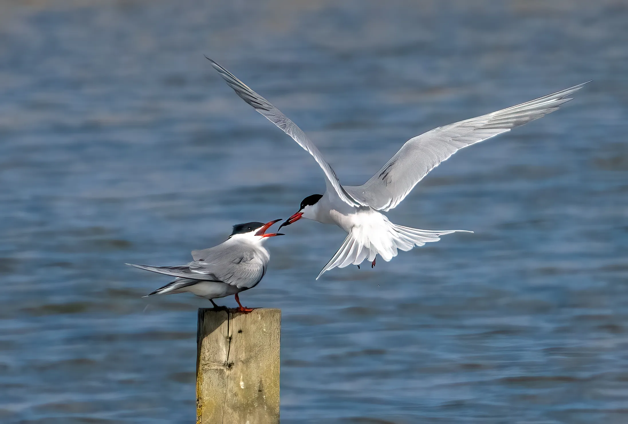 Two Birds of the Same Species Interacting (colour)
