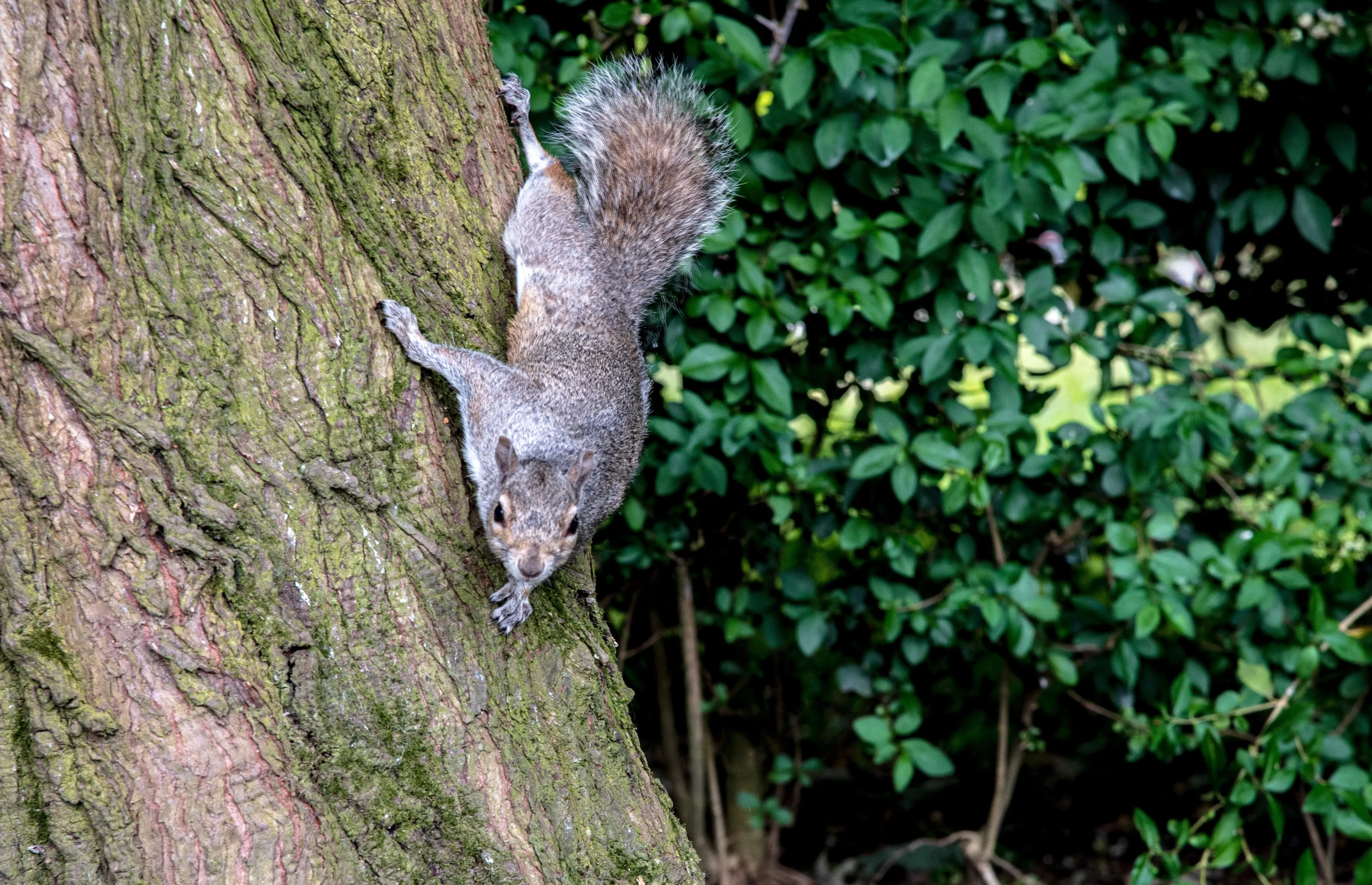 Squirrels