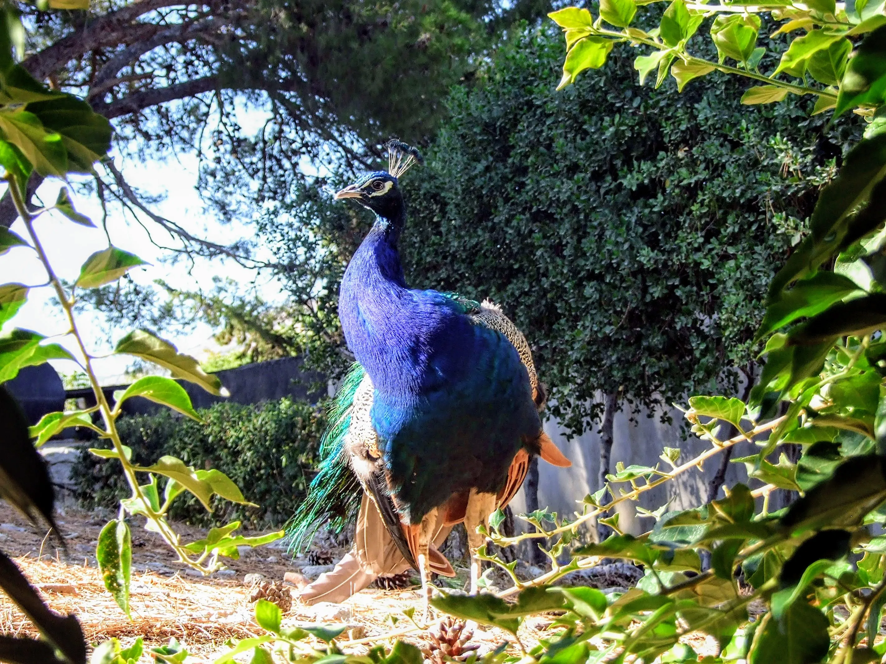 Peacocks (in colour)