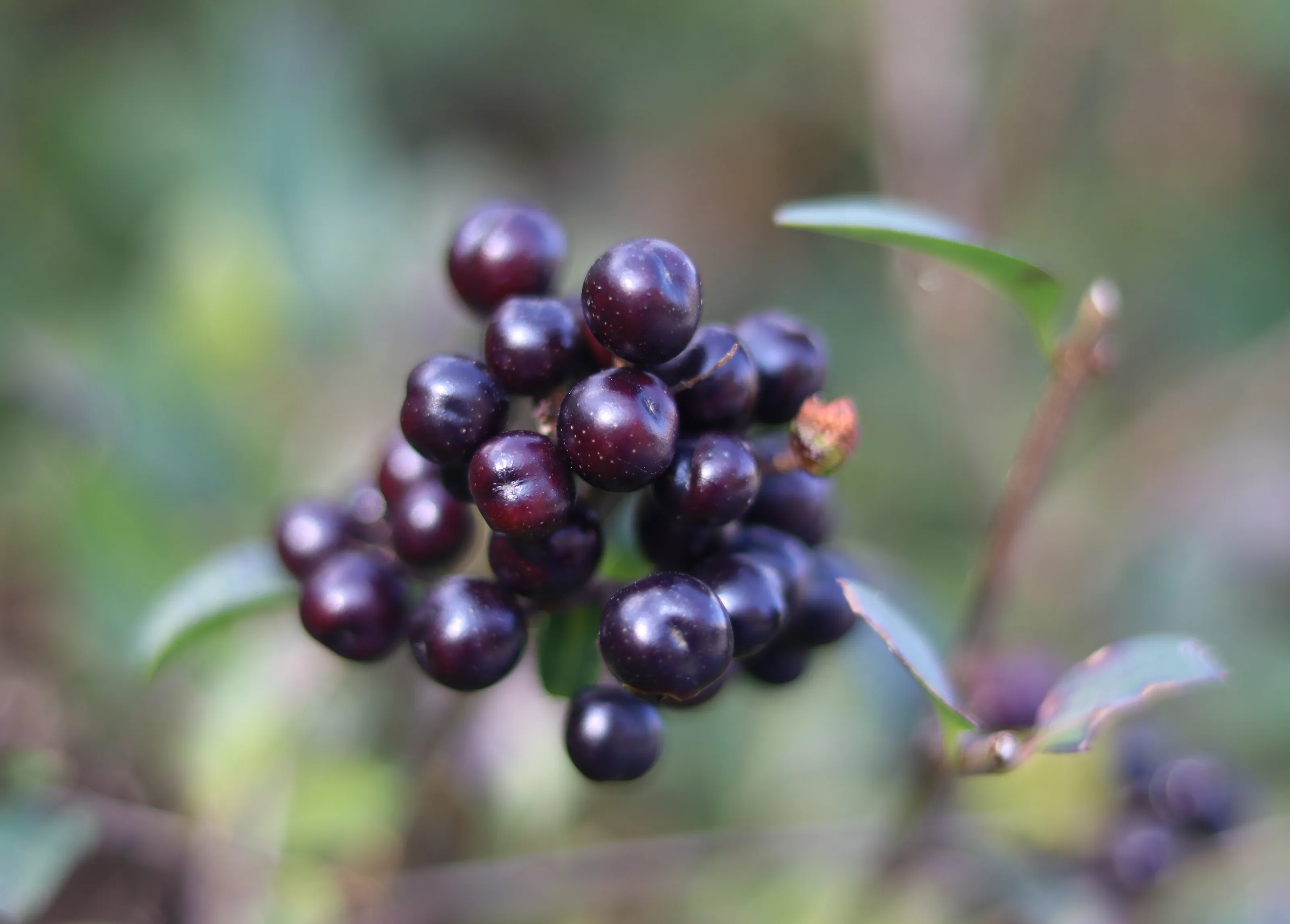 Wild Berries Growing on Trees and Bushes
