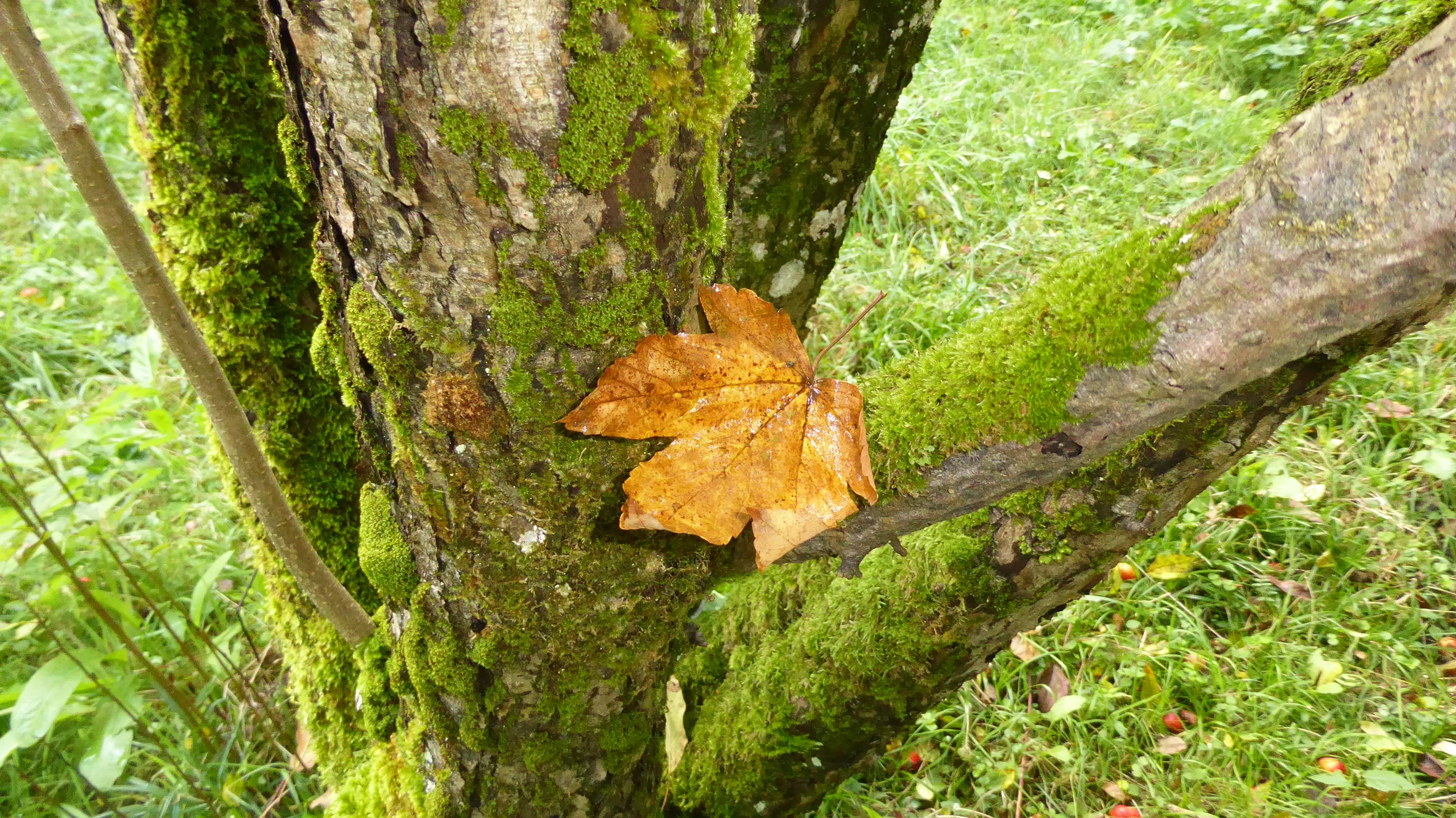 A Single Leaf (in colour)