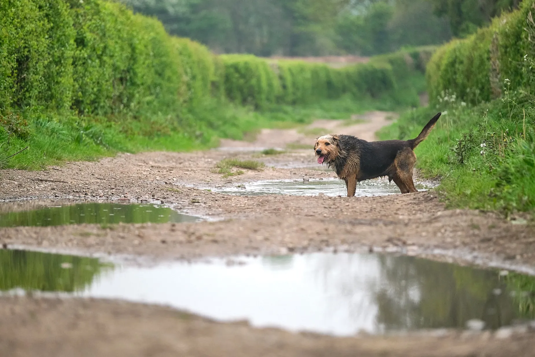 Dogs in the Landscape