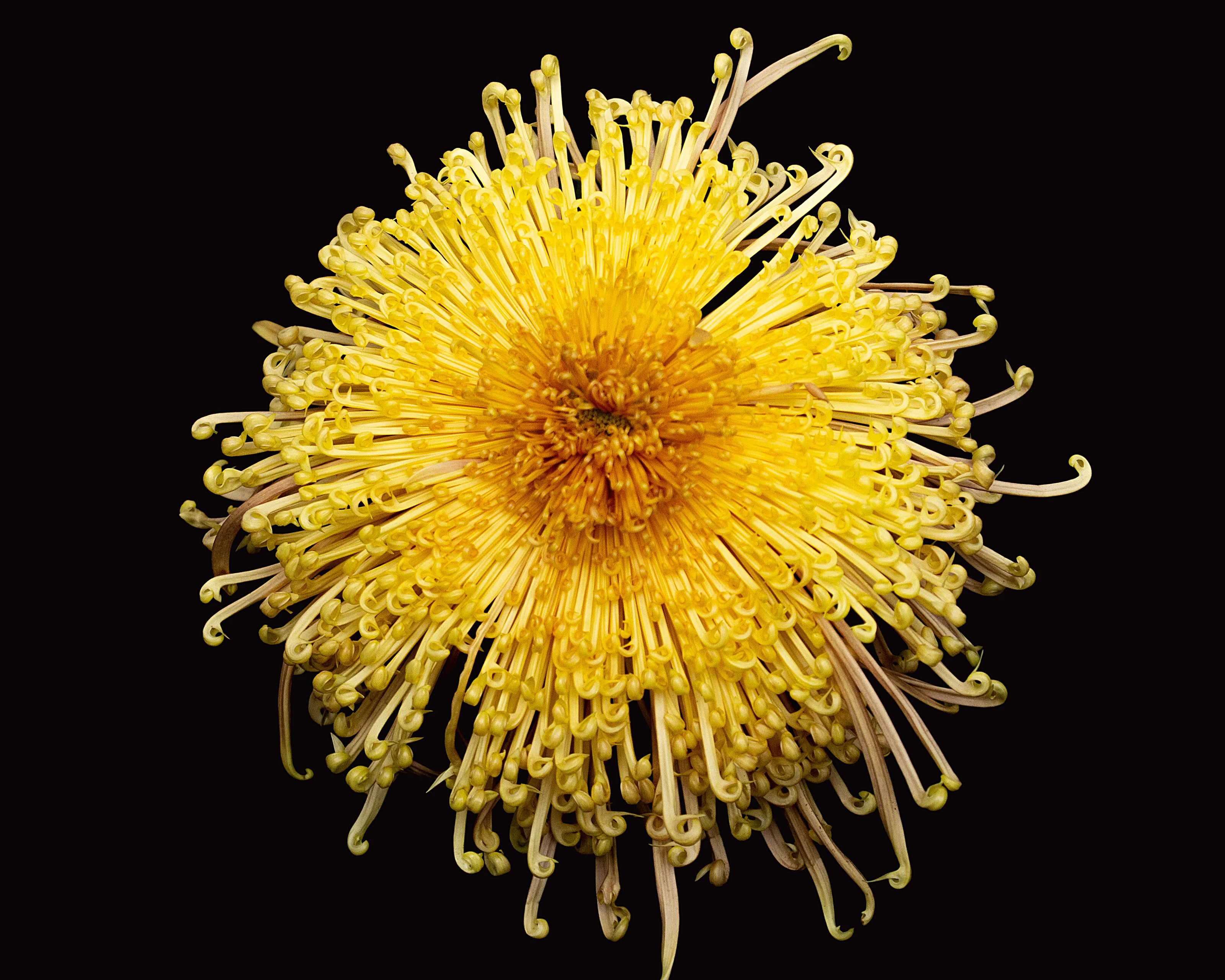 Chrysanthemums (in colour)