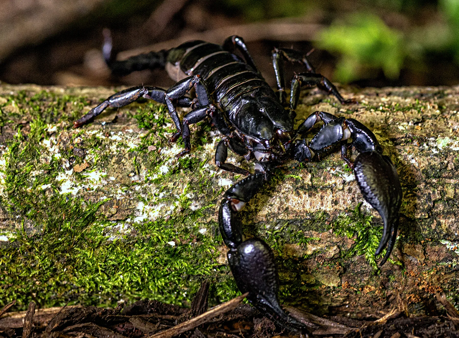 Dangerous Beauty of Venomous Animals