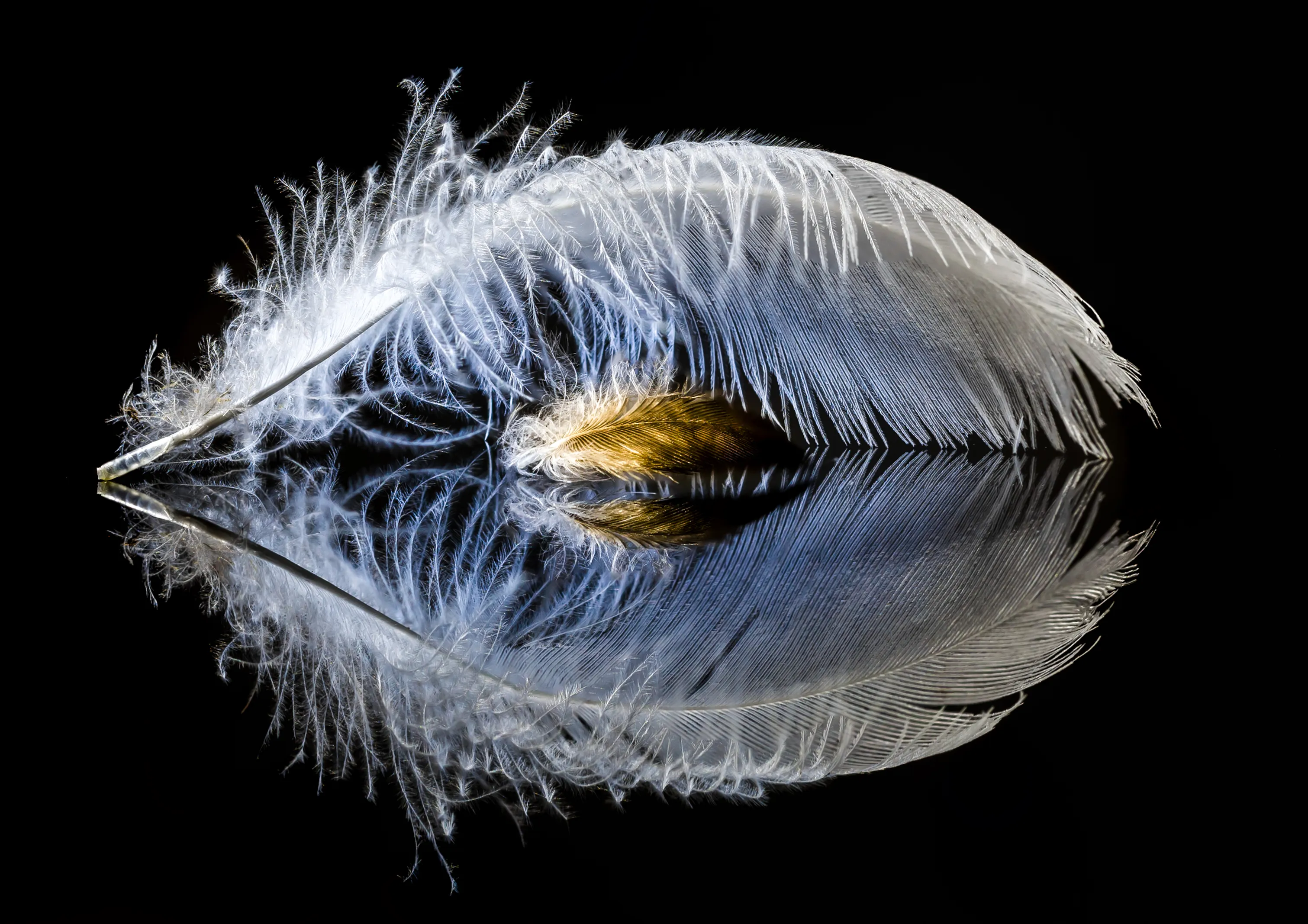 Feathers Only