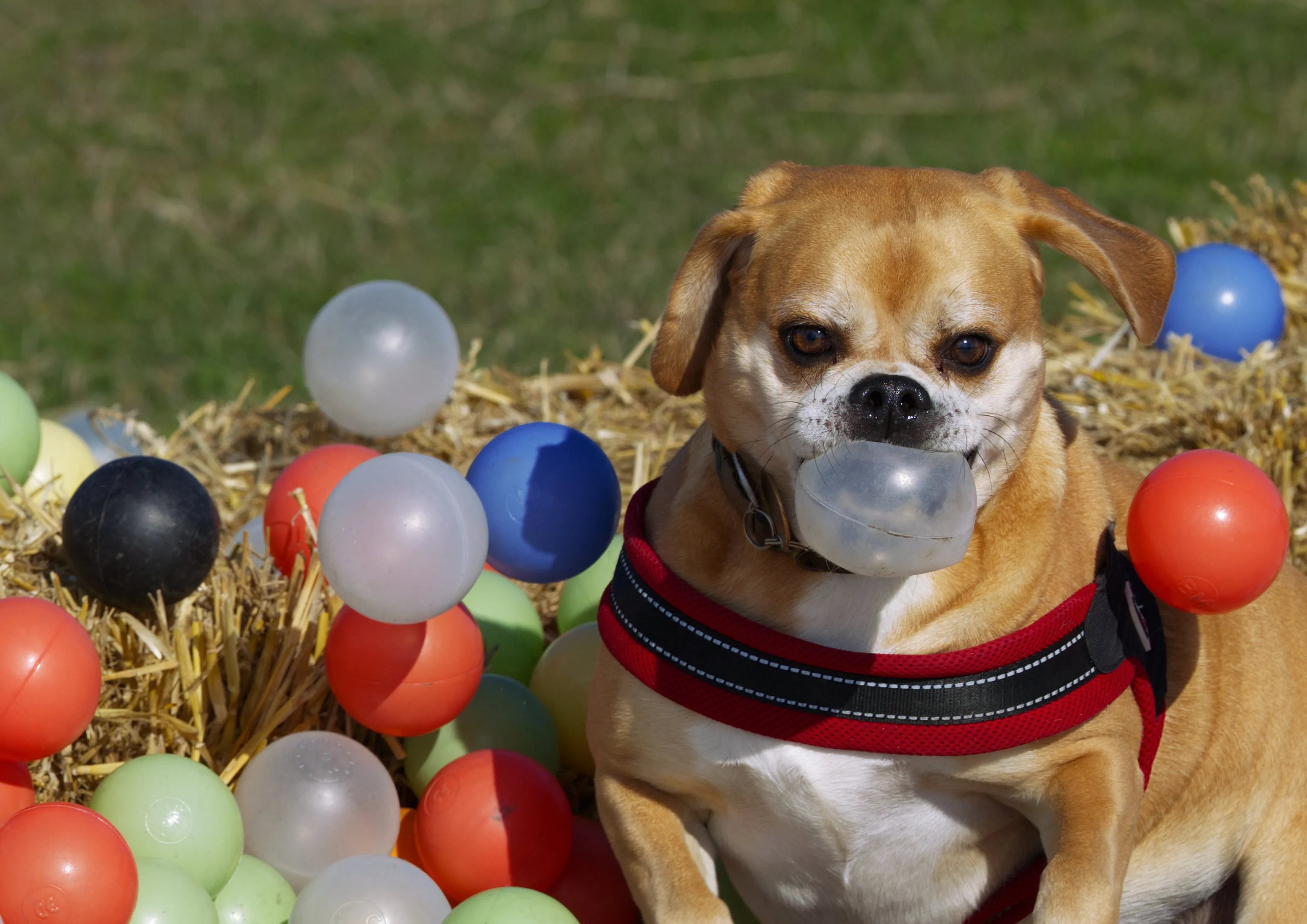 Pets with Toys in their Mouth