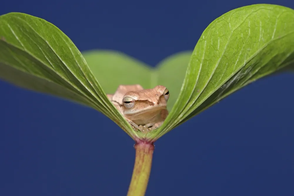 Frogs and Toads in their Natural Habitat