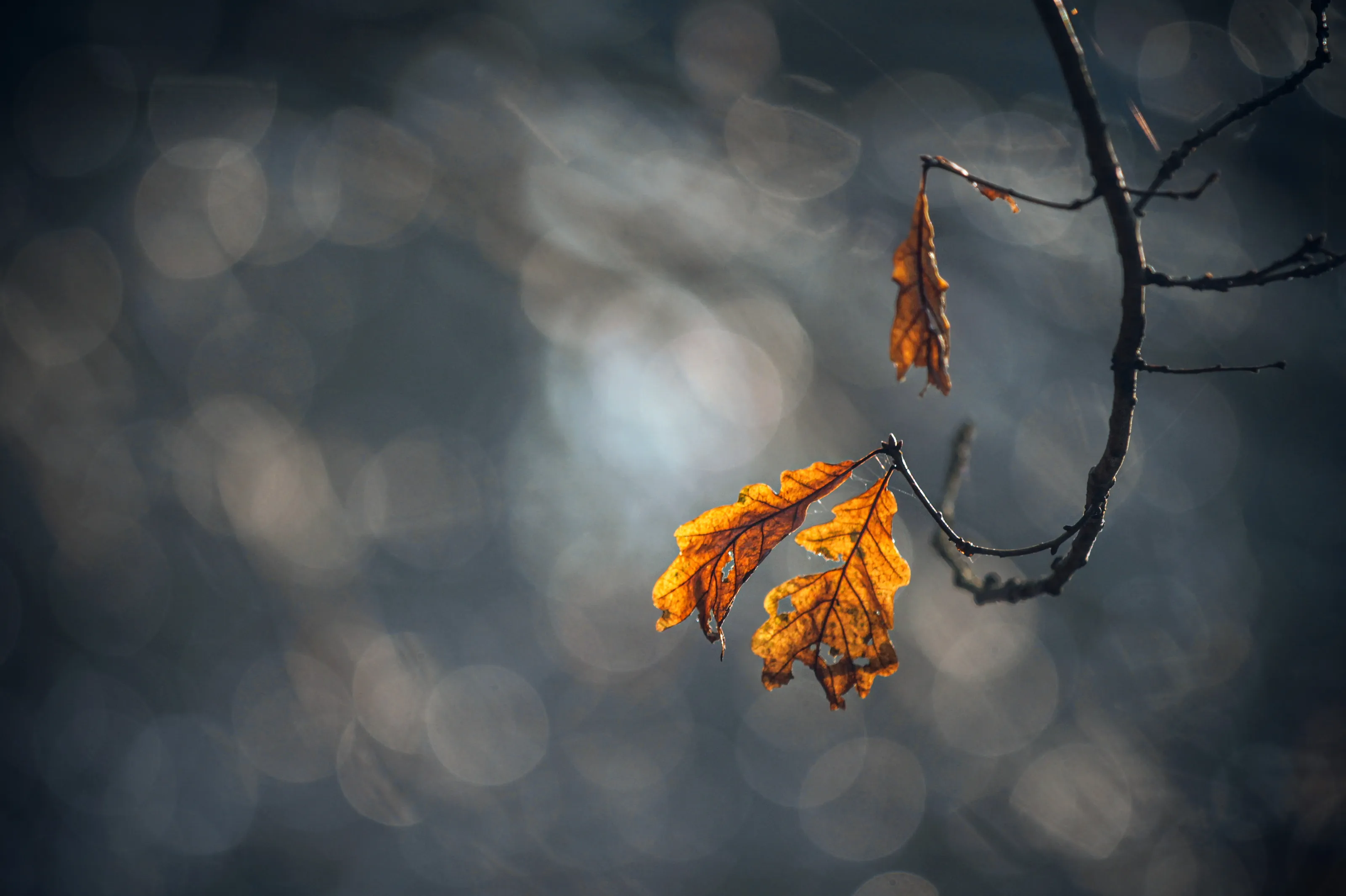 Brown Leaves with Grey Skies