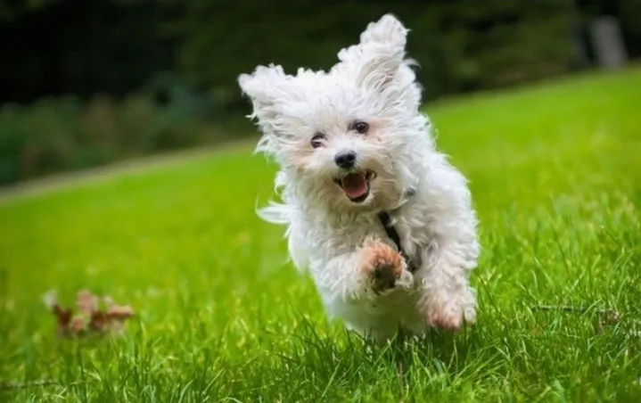 Small Dog Breeds