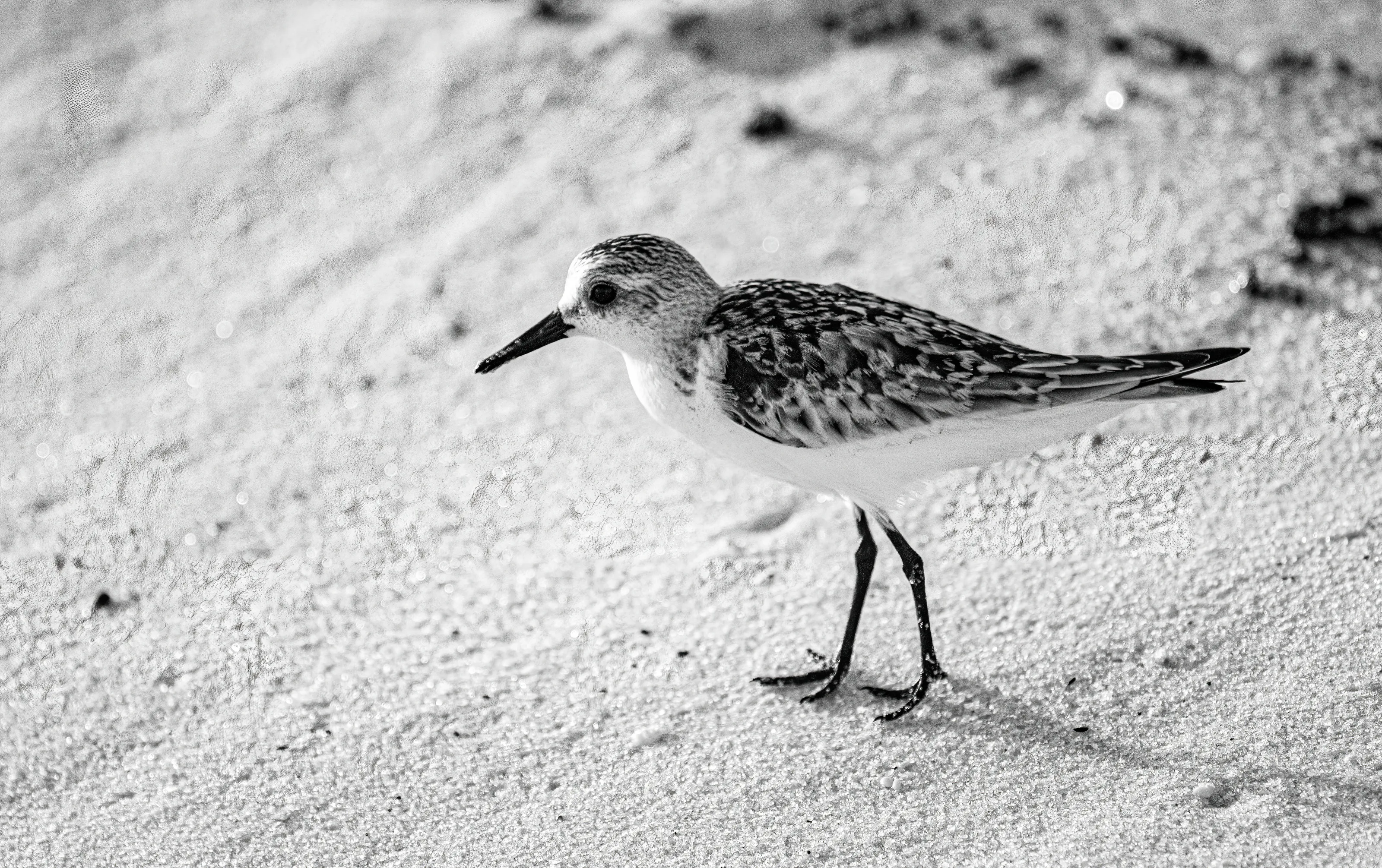 Black and White Photos