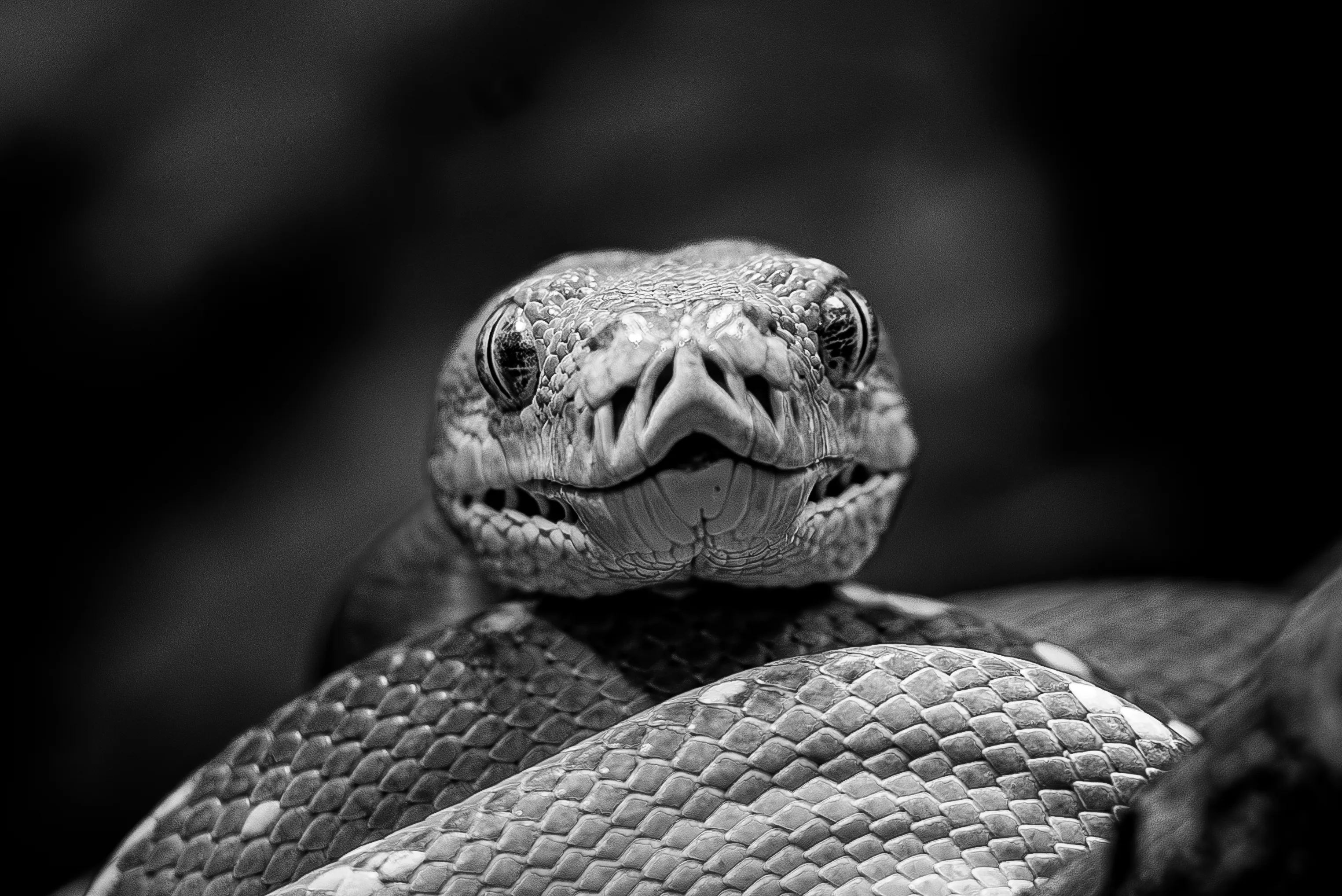 Animal Faces in Black and White