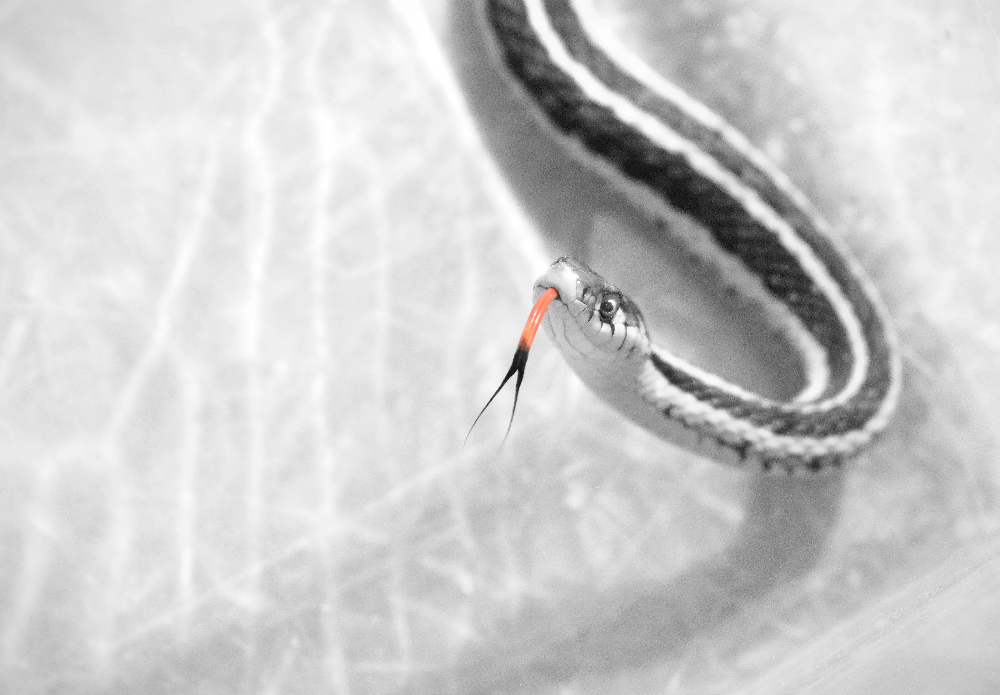 Snakes