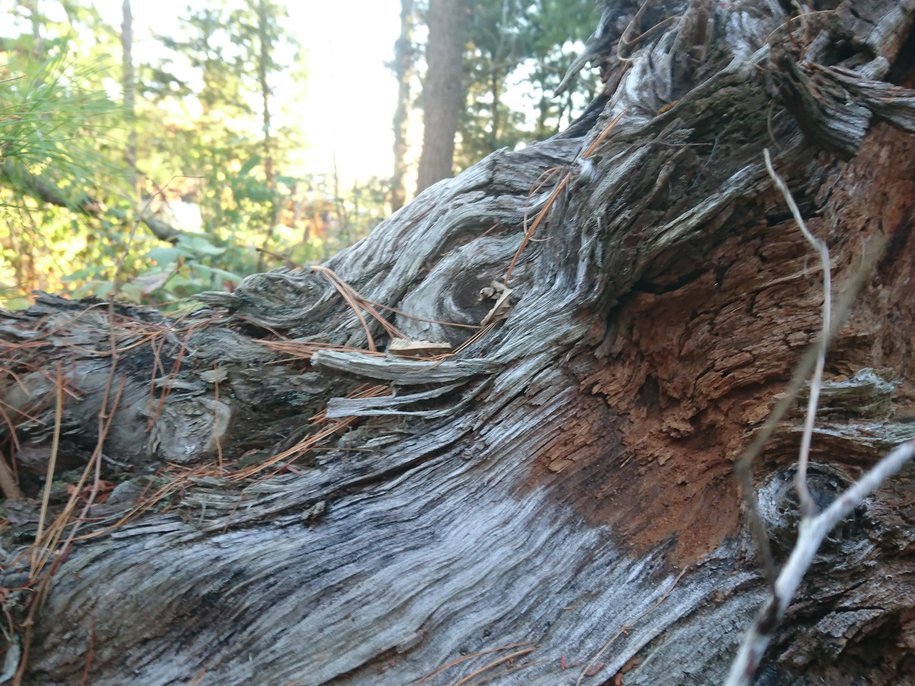 Dead Trees, Tree Stumps and Tree Roots