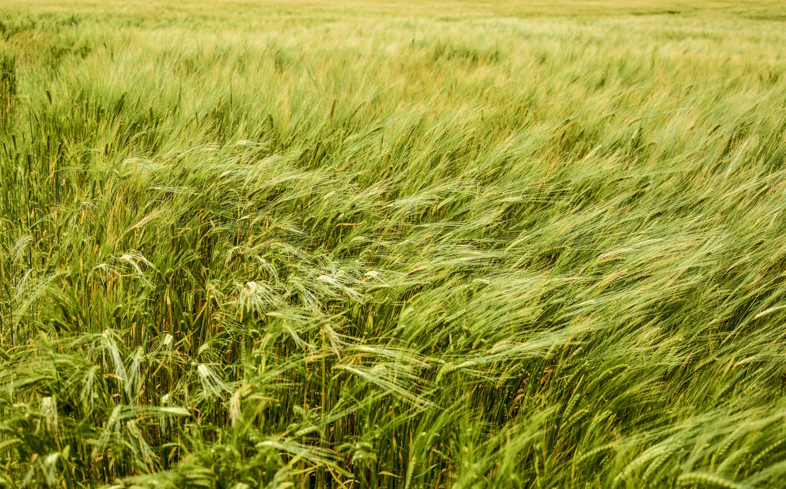 Beautiful Fields