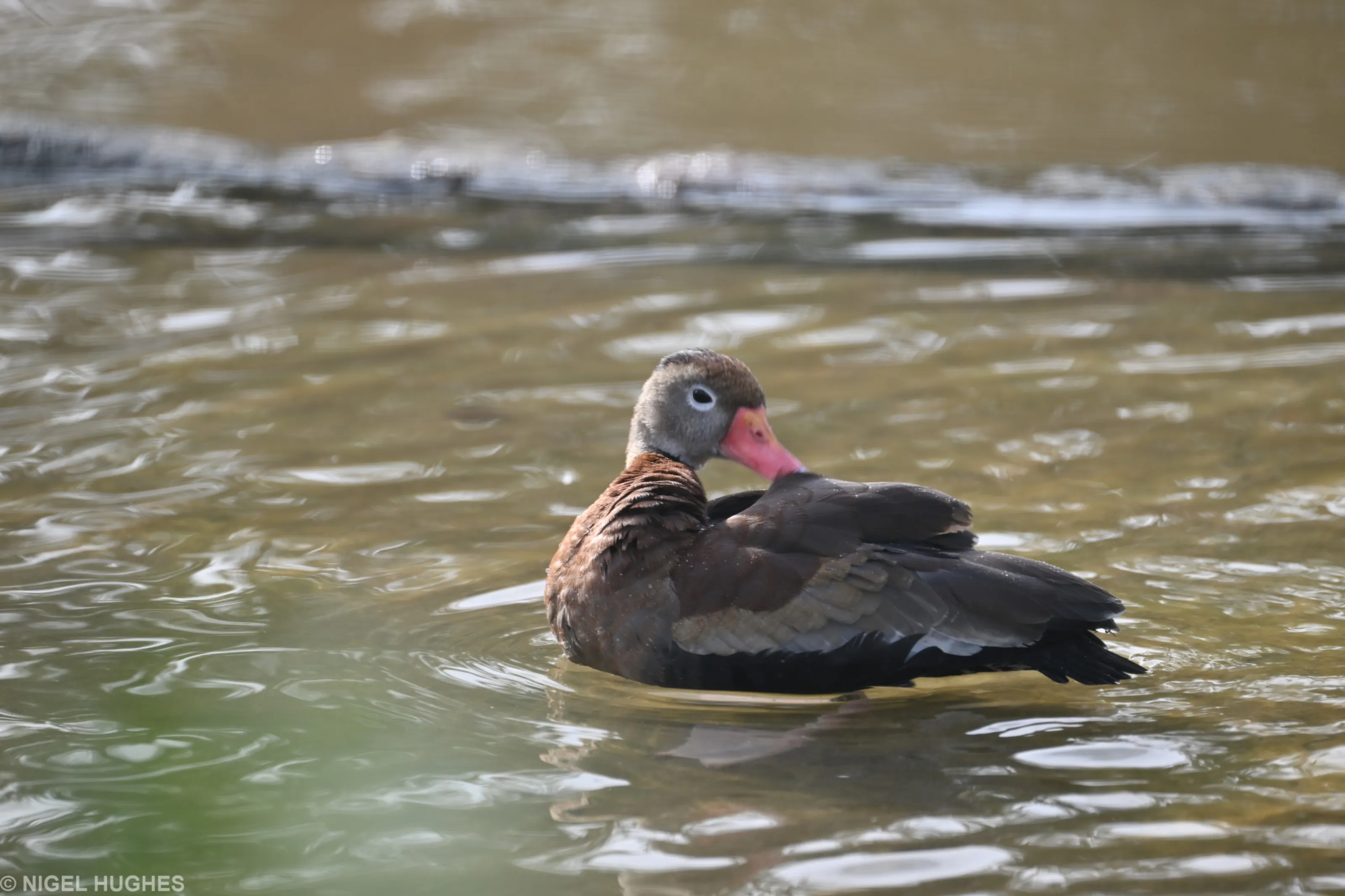 Preening Birds