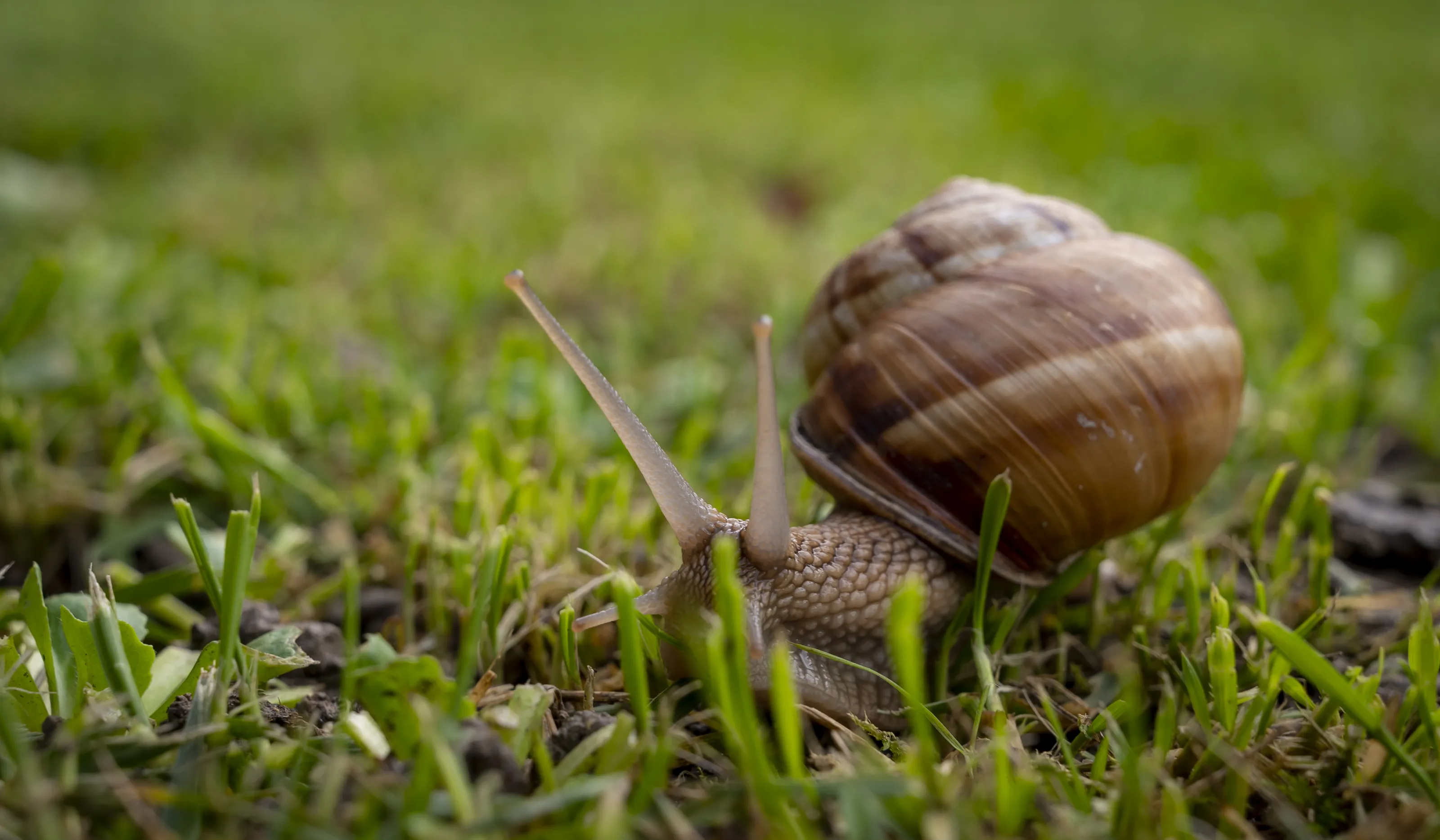 Snails
