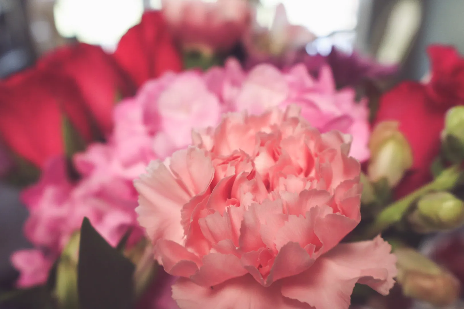 Carnation Flowers (in colour)
