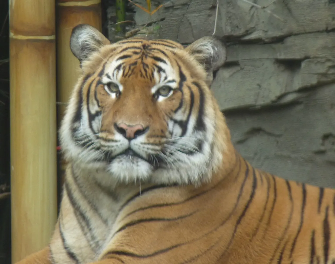 Tigers