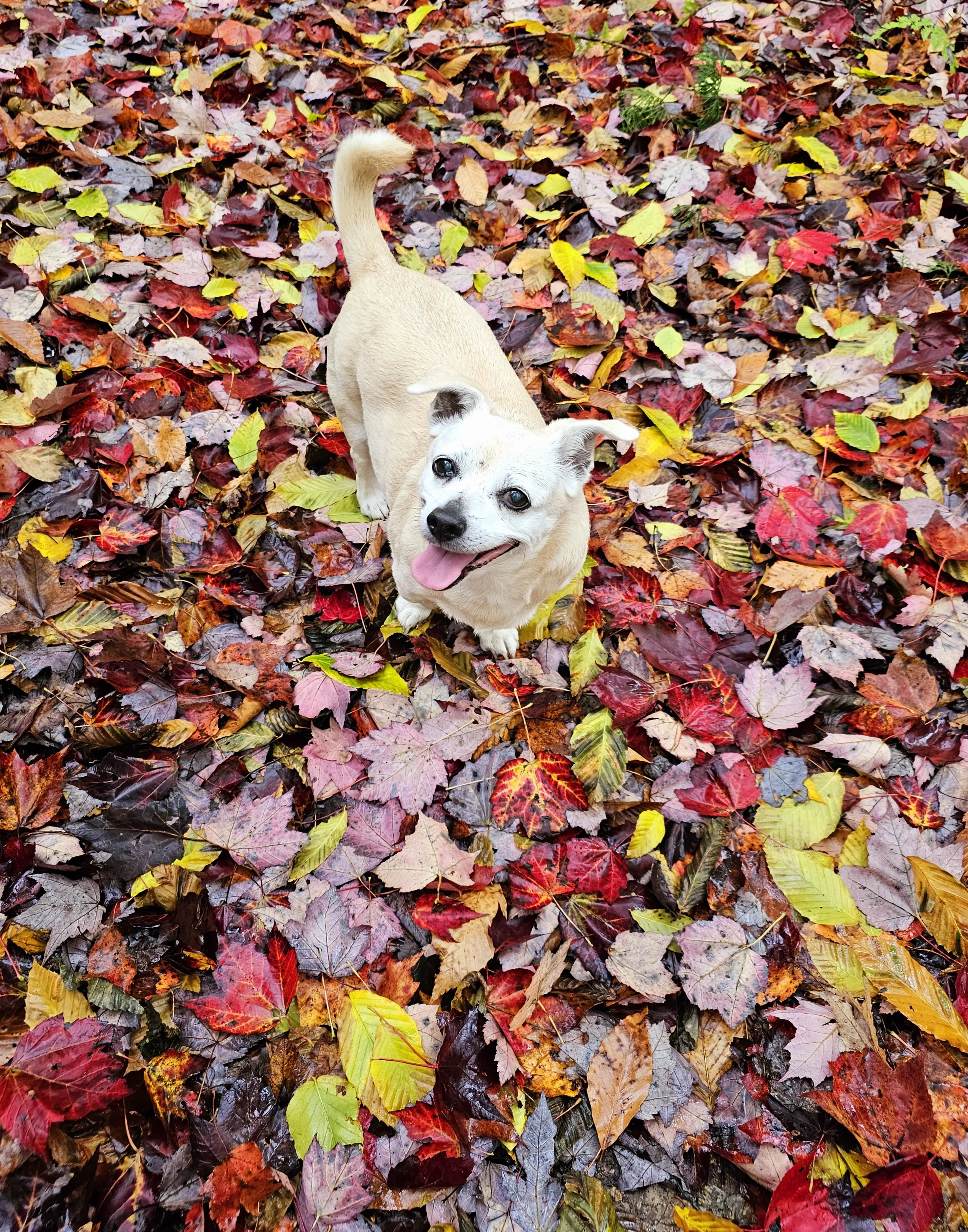 Fallen Leaves on the Ground