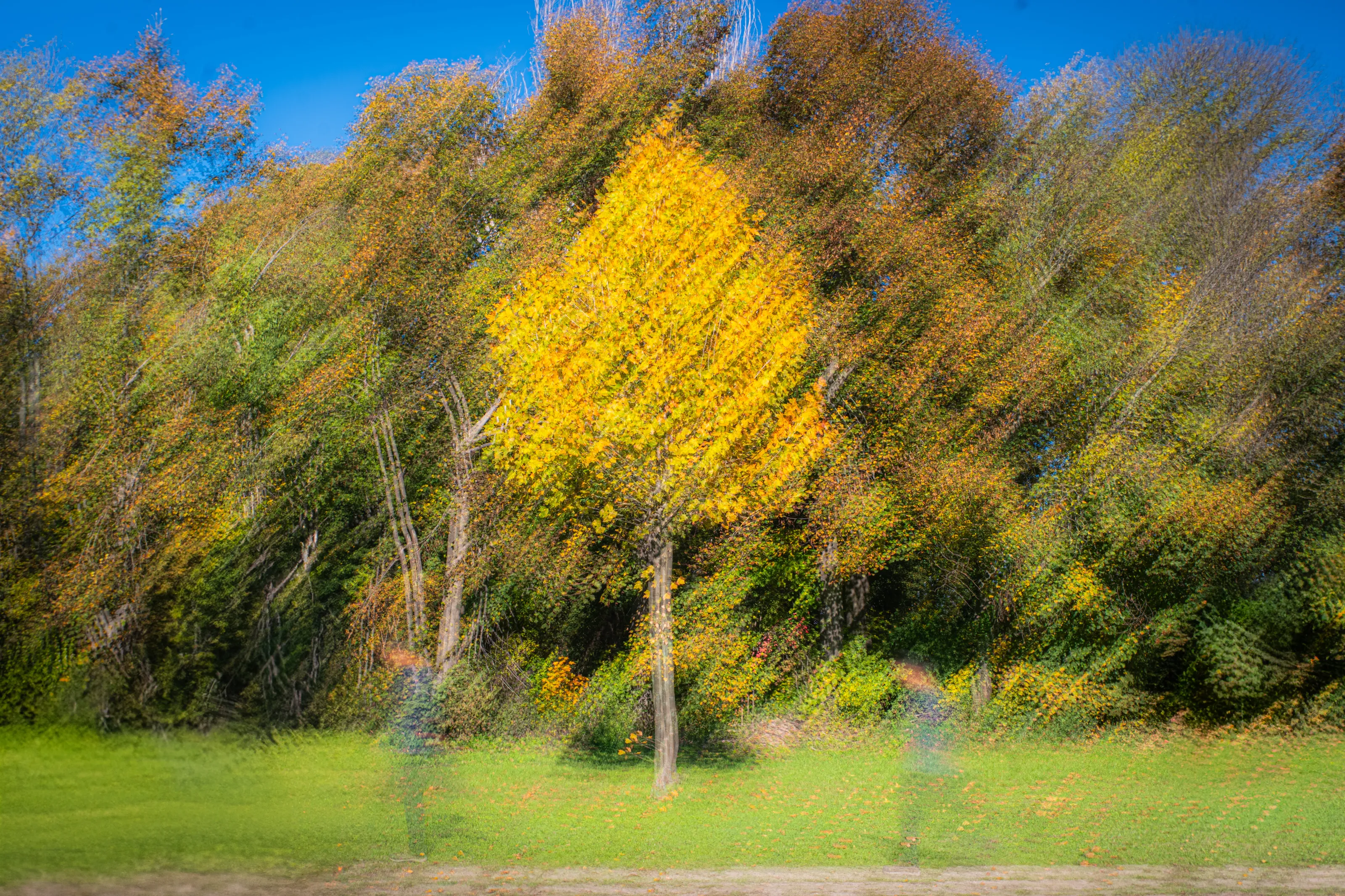 Intentional Camera Movement (ICM)
