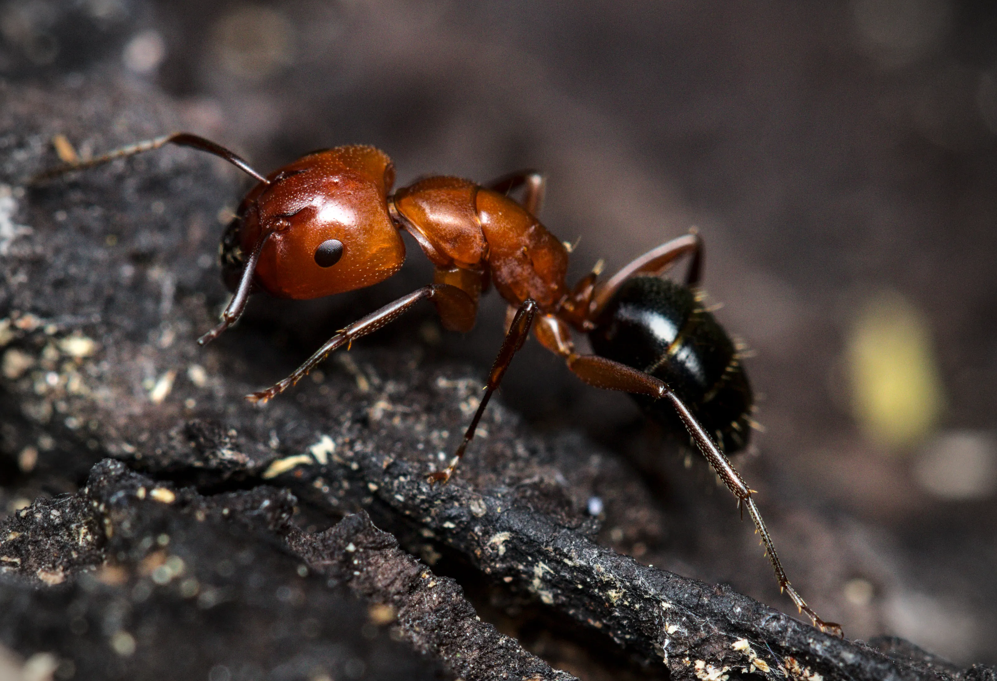 Ants