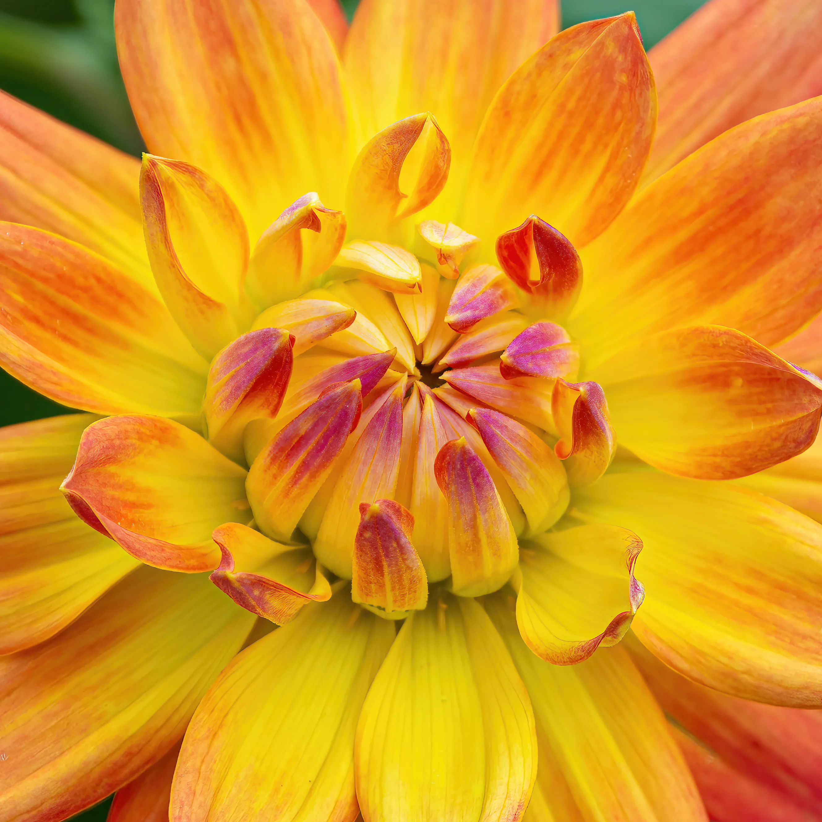 Dahlias (in colour)