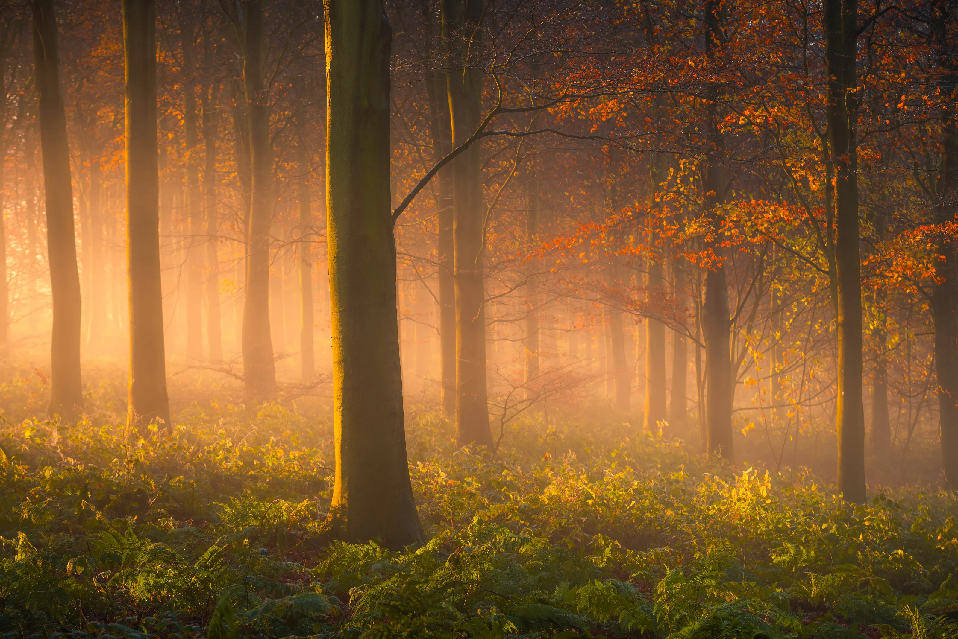Forests and Woodlands
