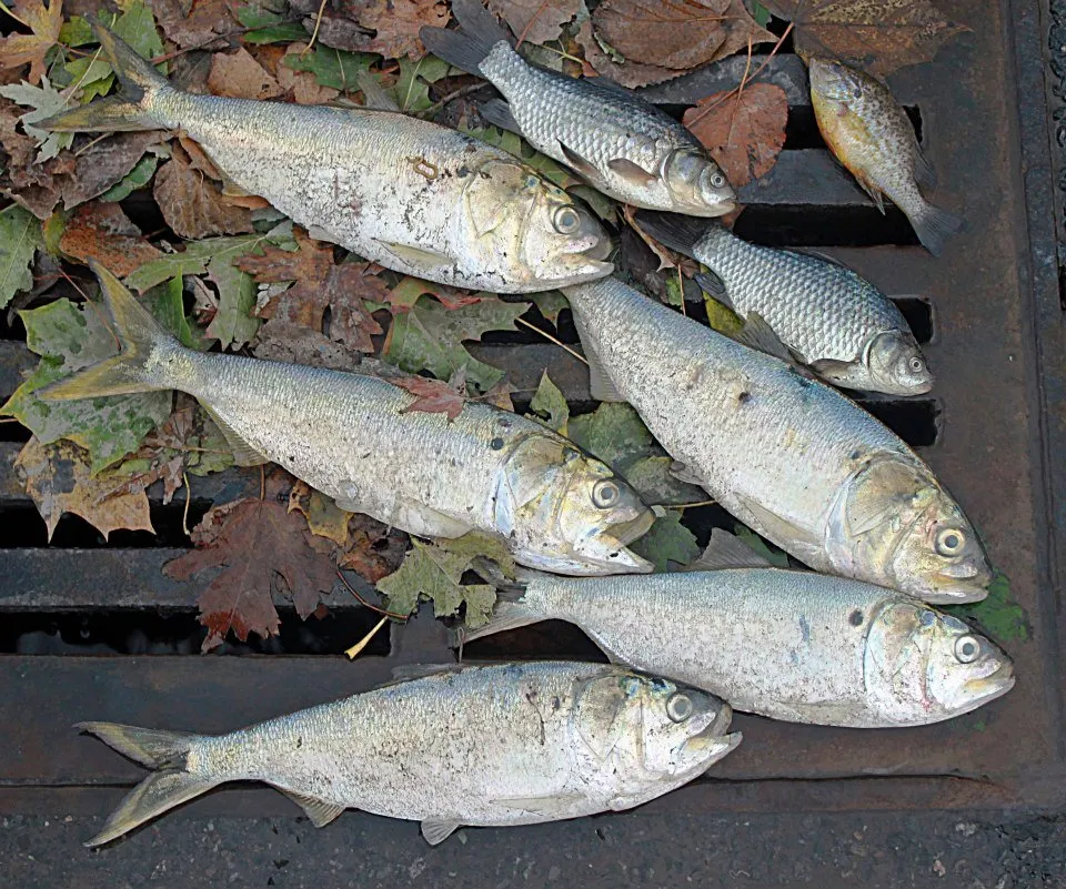 Whole Fish Out of Water (not cooked fish)