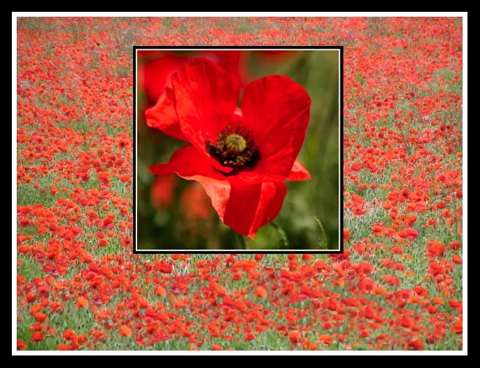 Remembrance Day