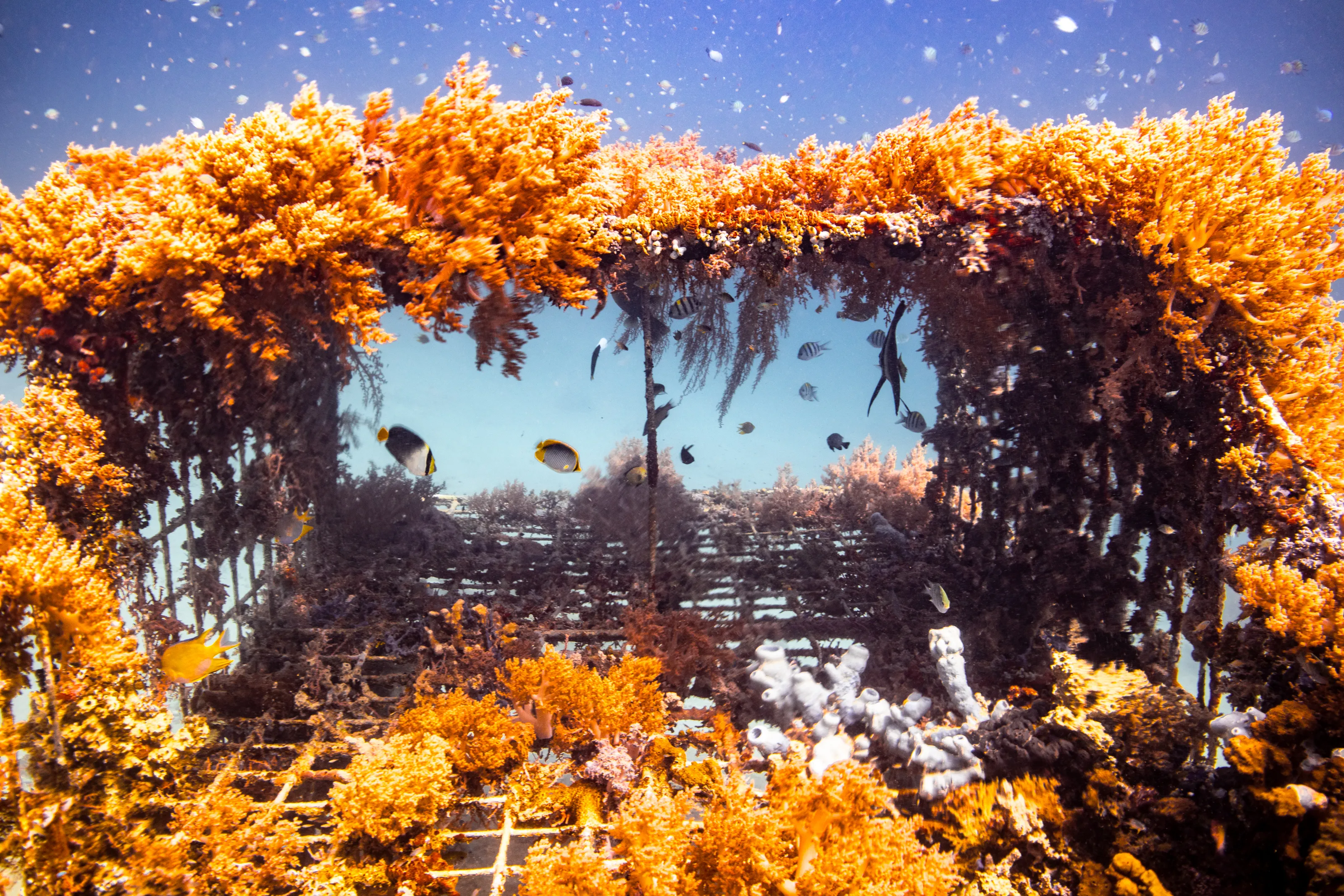 Natural or Constructed Underwater Landscapes