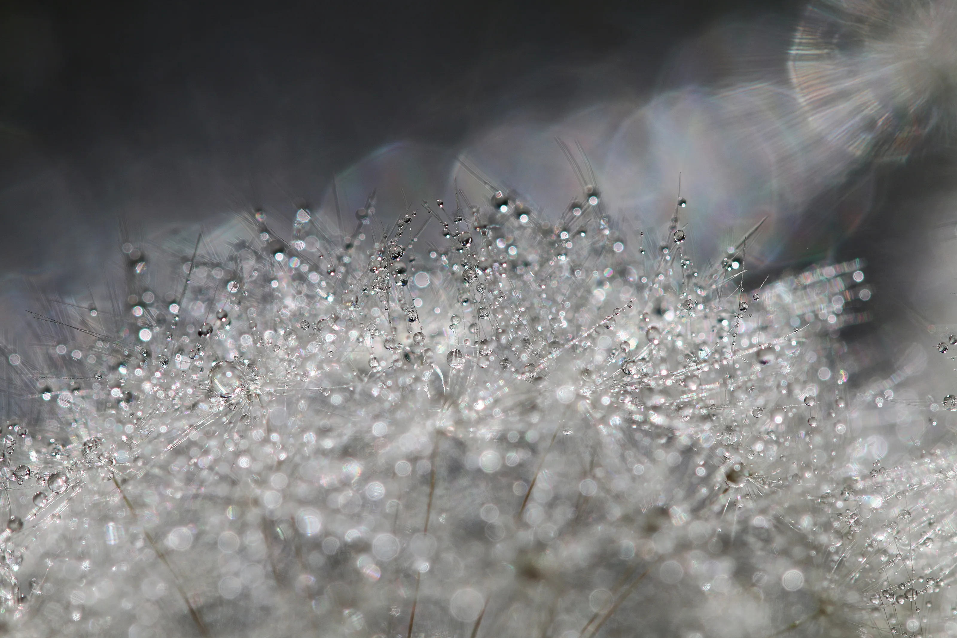Waterdrops in Nature