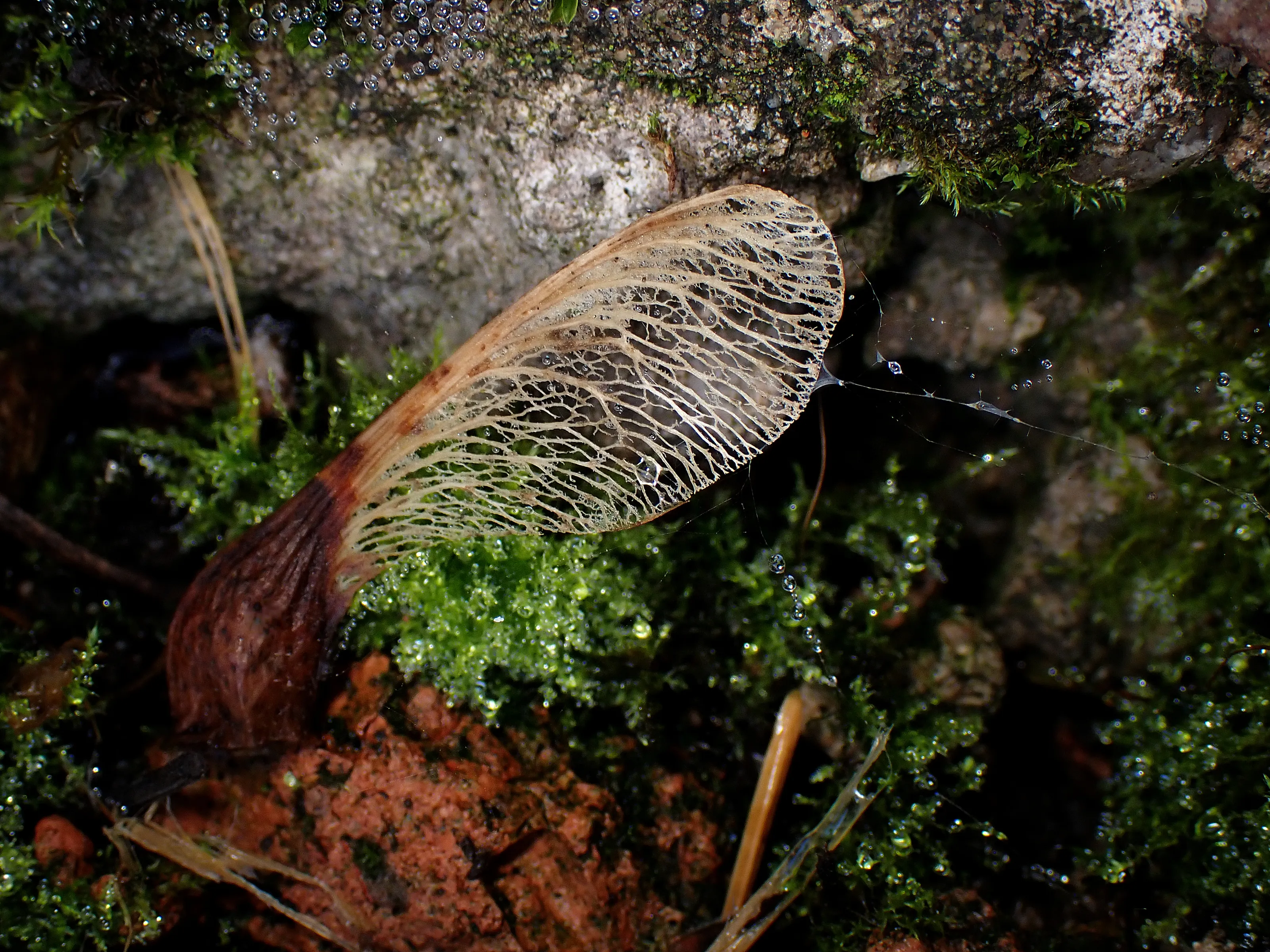 Seeds and Seed Heads in Close-up (in colour)