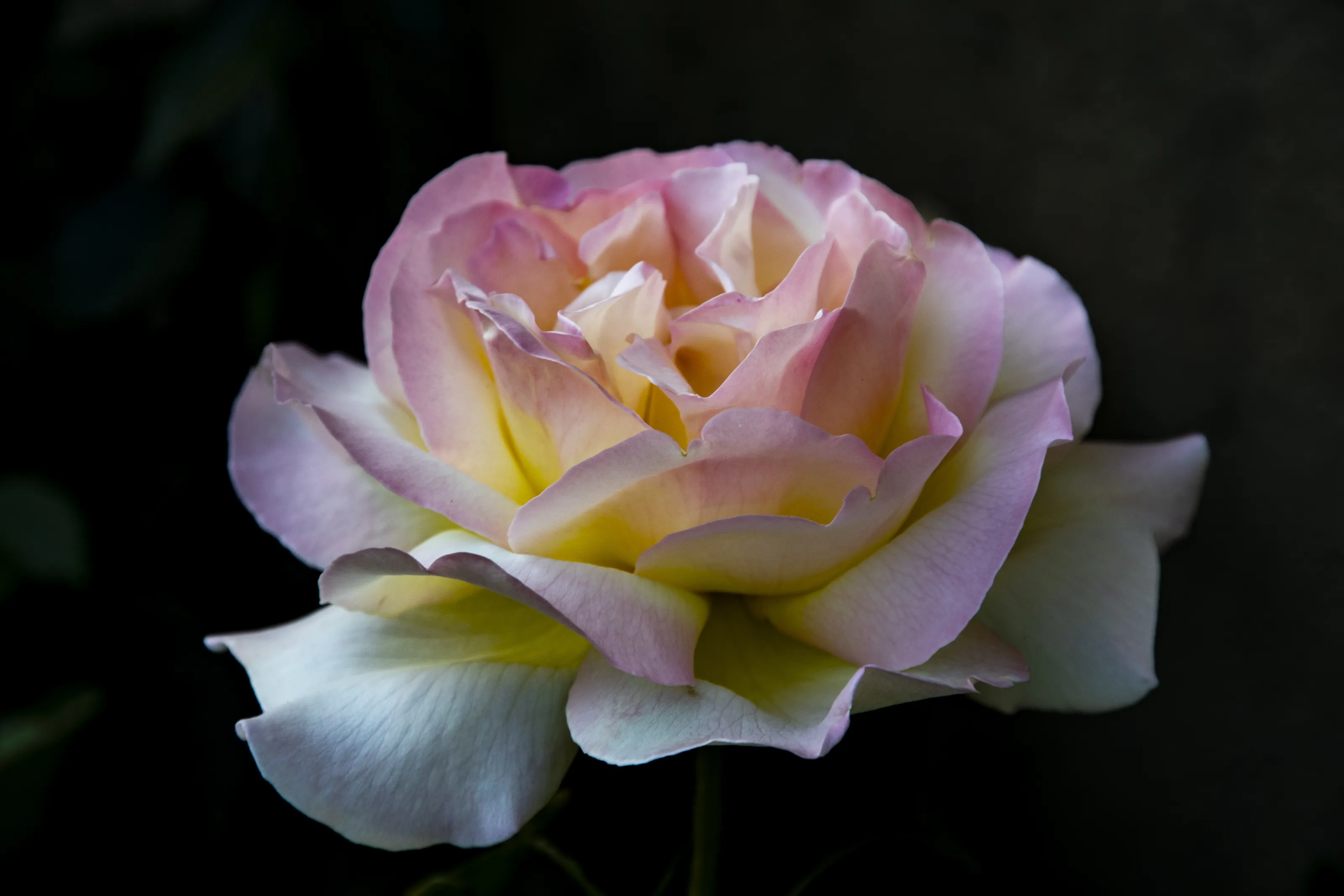 Roses