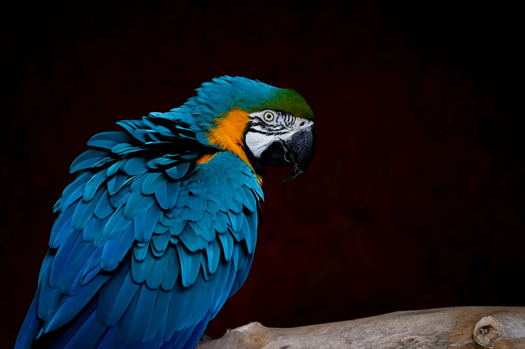 Macaws