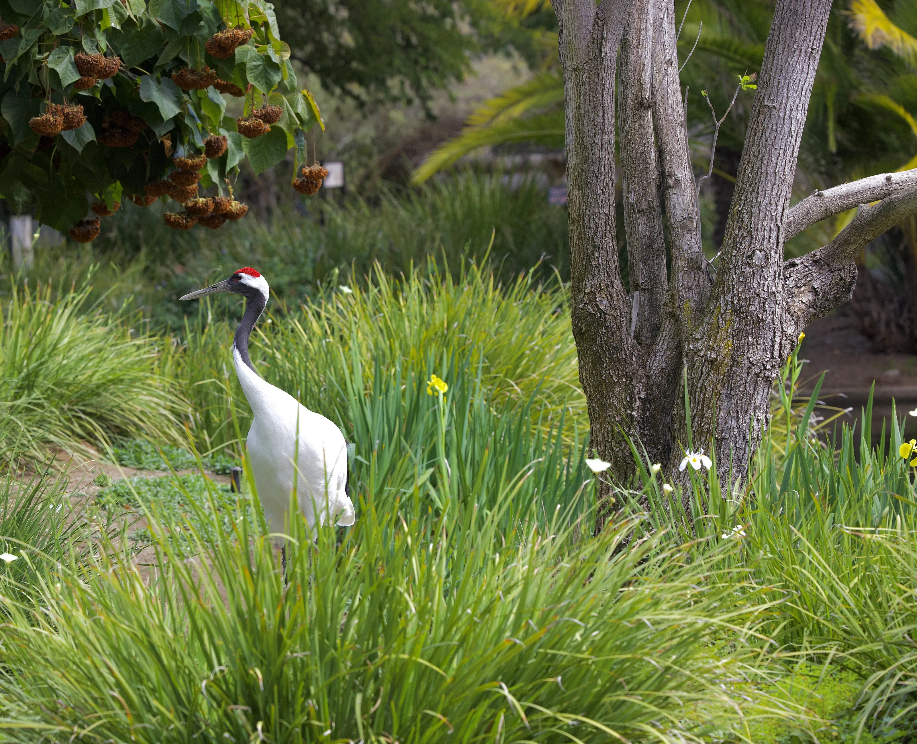 Cranes (birds)