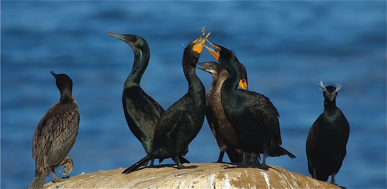 Birds' Mating Behaviours