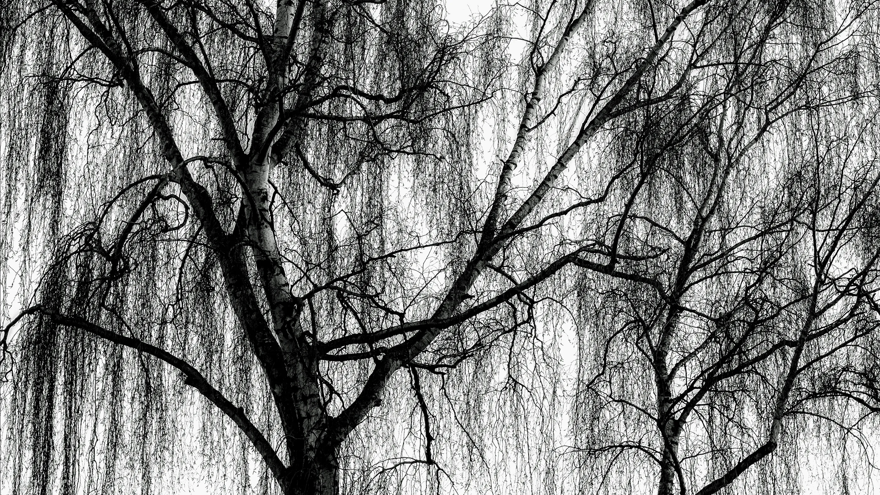 Trees Without Leaves