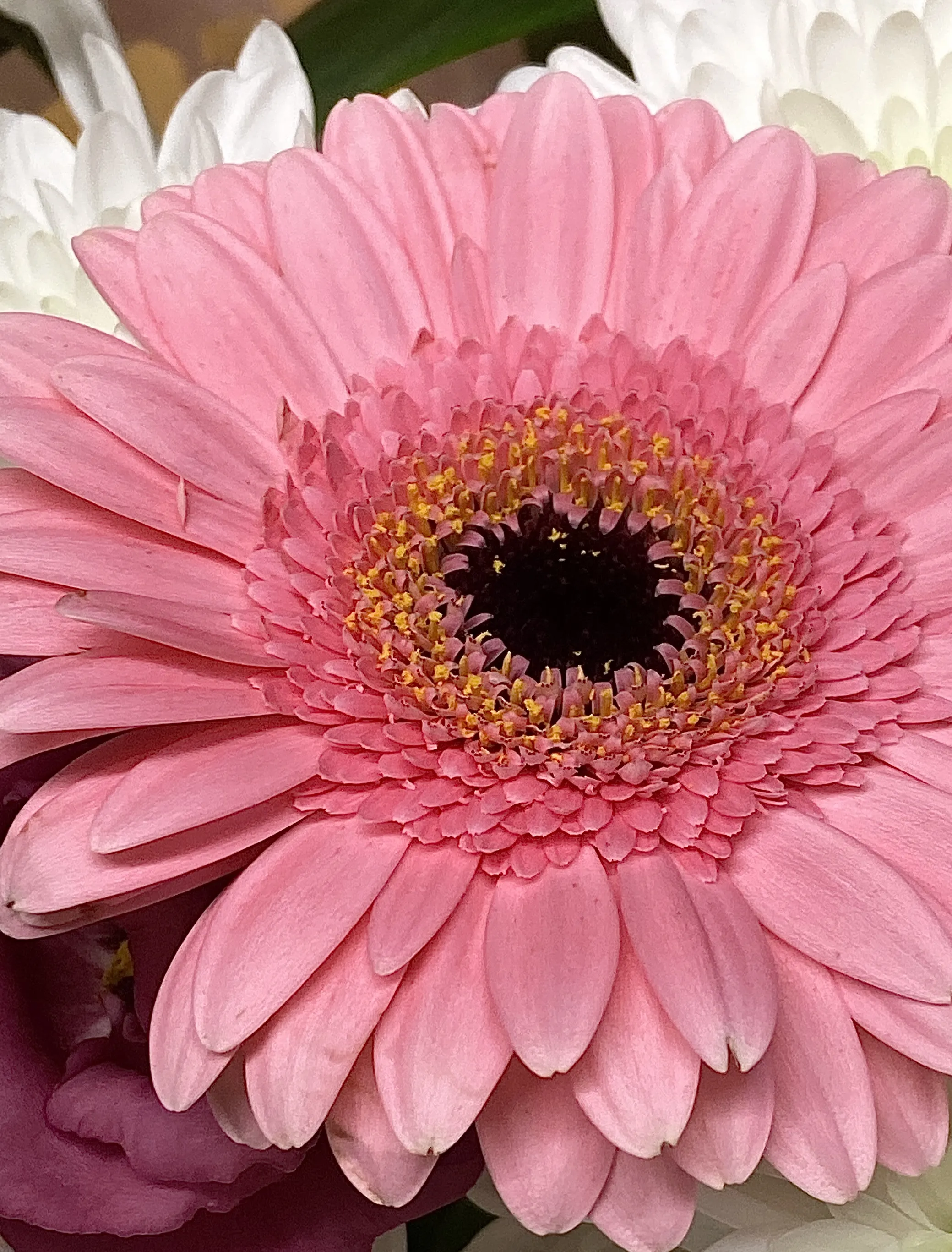 Gerbera Flowers (in colour)