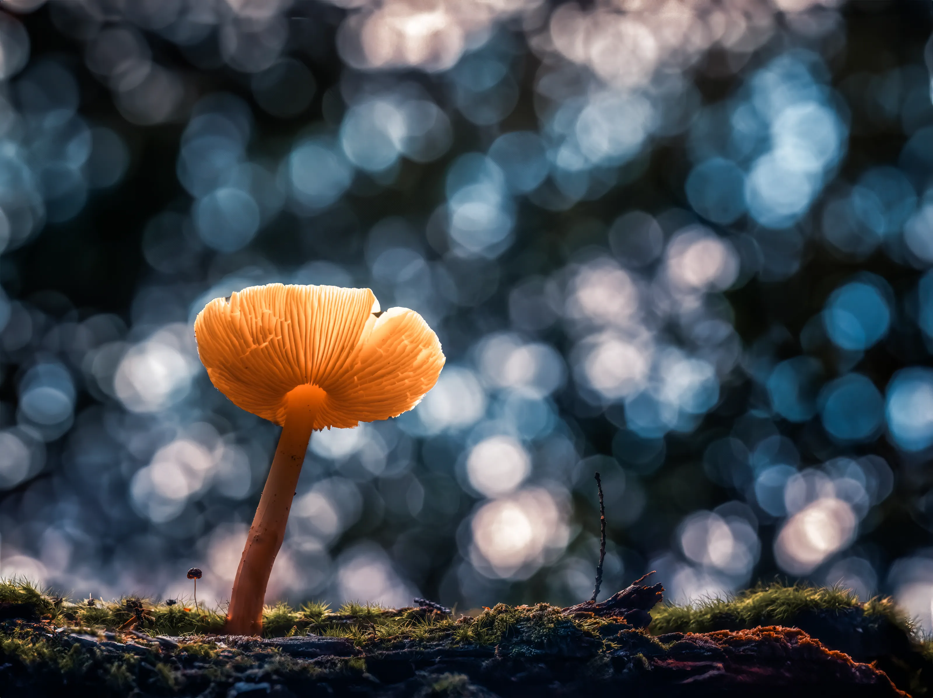Mushrooms